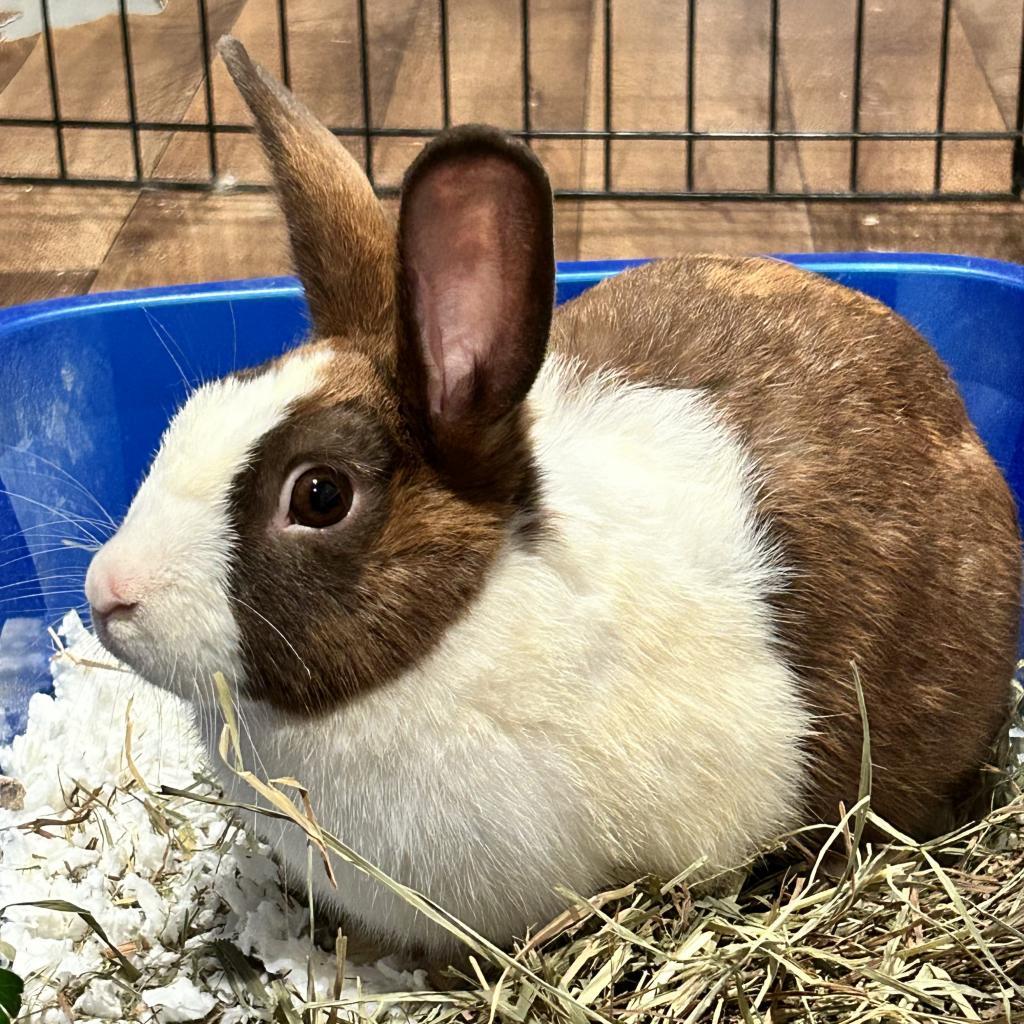 Abigail, a Adoptable Dutch in Baltimore, MD image 3/4