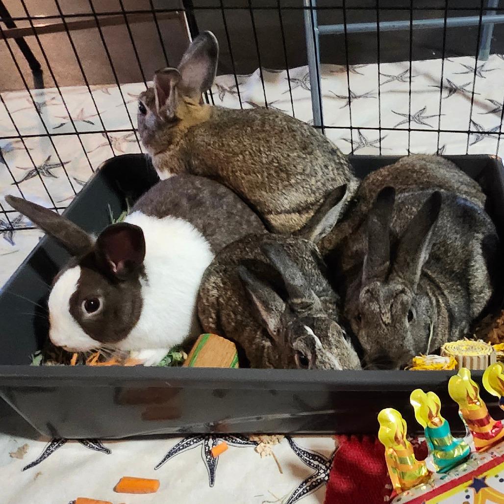 Abigail, a Adoptable Dutch in Baltimore, MD image 2/4