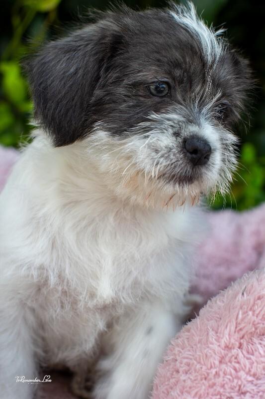 Sprinkles, Adoptable, Young Female Cairn Terrier & Maltese.