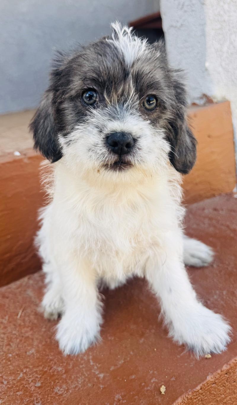 Enlarge Sprinkles, a Adoptable mixed breed in Valley Village, CA image 2/6