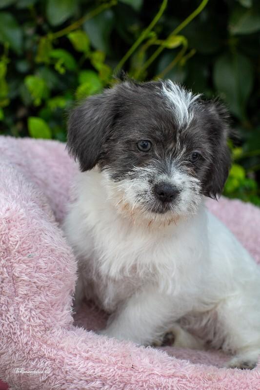Enlarge Sprinkles, a Adoptable mixed breed in Valley Village, CA image 3/6
