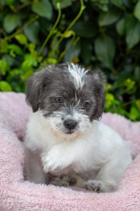 Enlarge Sprinkles, a Adoptable mixed breed in Valley Village, CA image 4/6