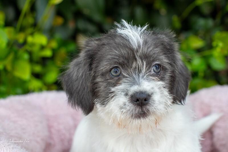 Enlarge Sprinkles, a Adoptable mixed breed in Valley Village, CA image 5/6