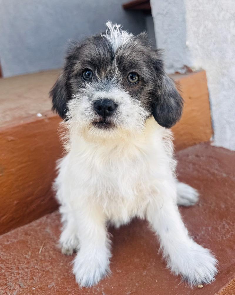 Enlarge Sprinkles, a Adoptable mixed breed in Valley Village, CA image 6/6