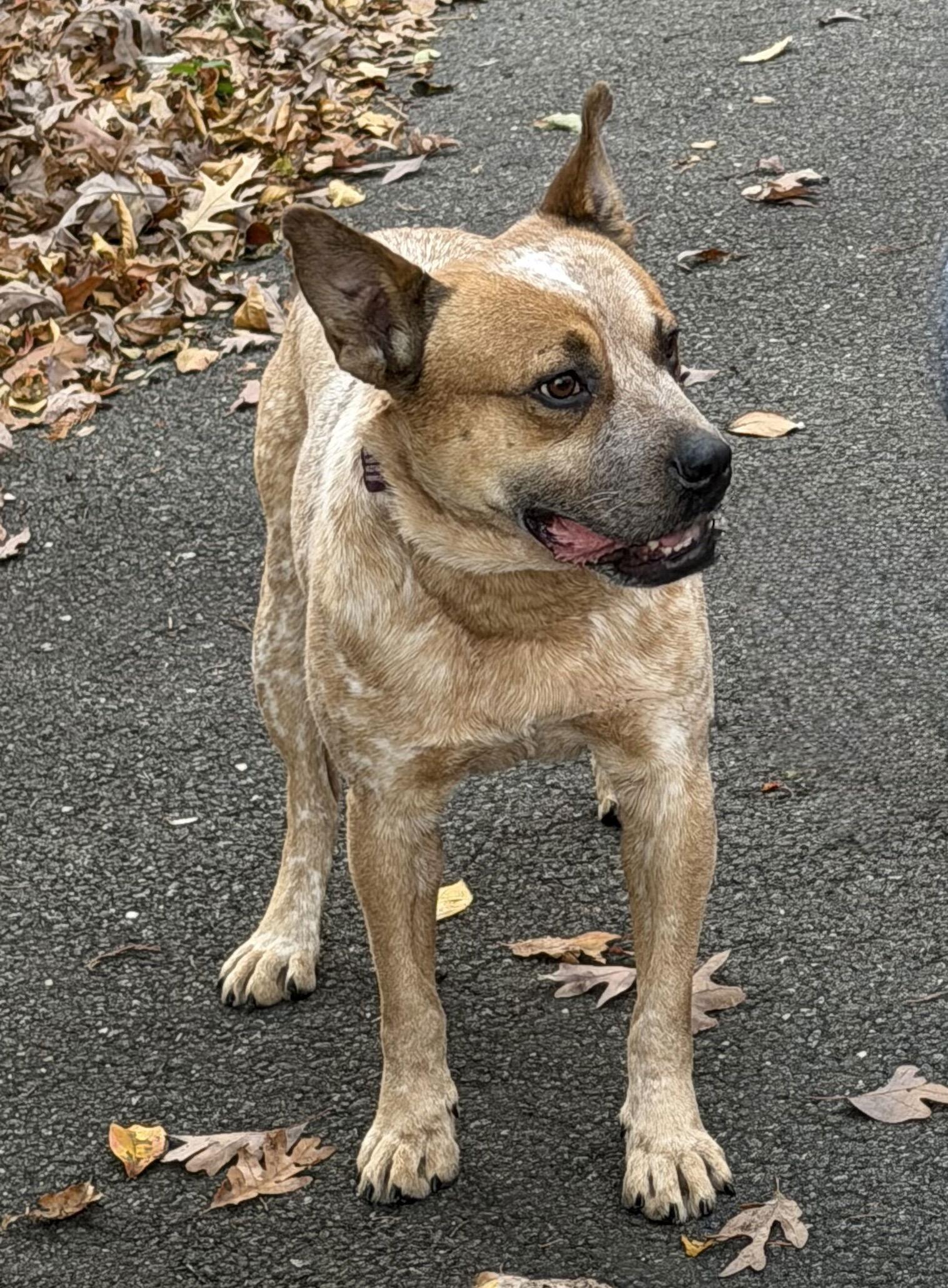 Dash, Adoptable, Adult Male Cattle Dog & American Bulldog.