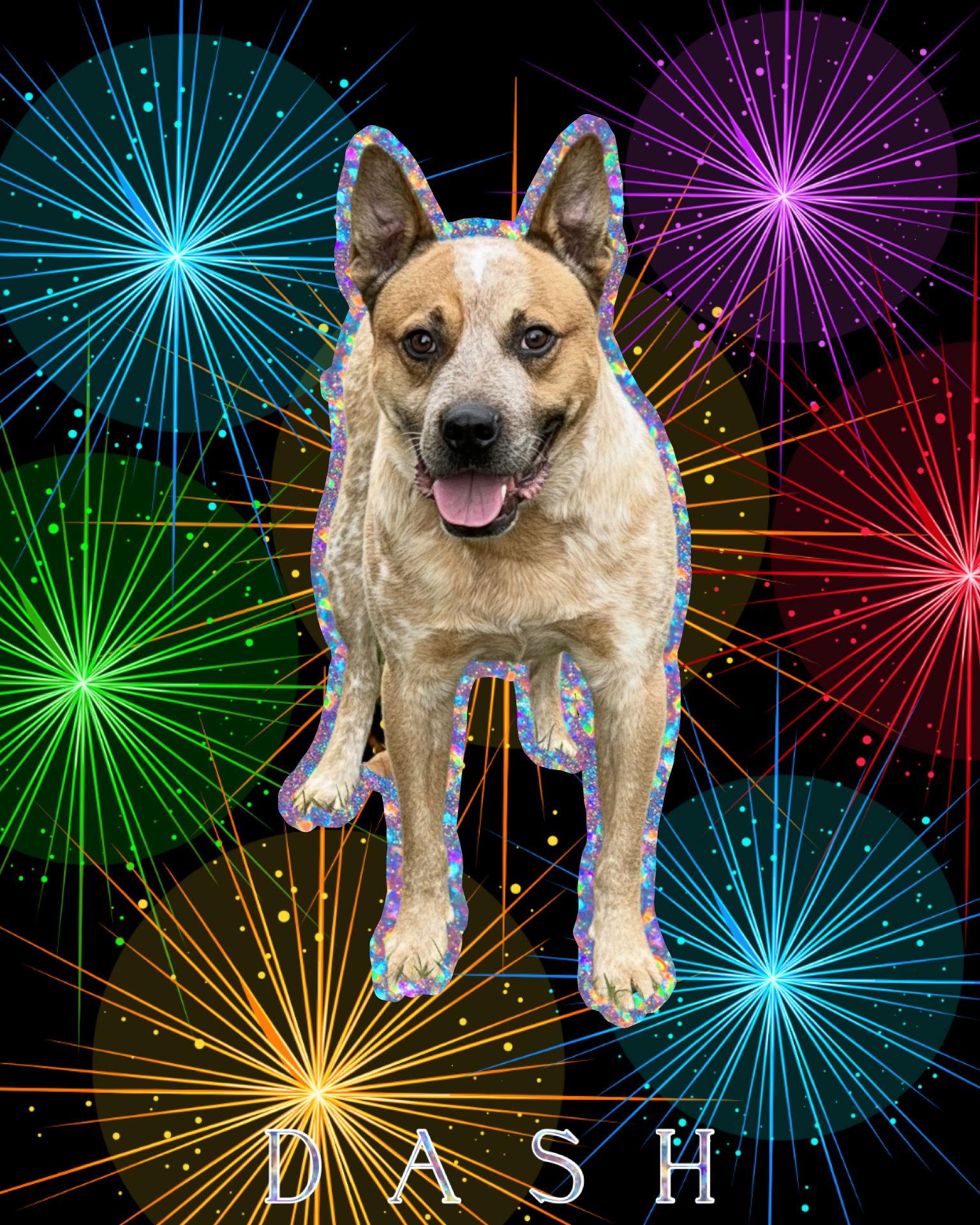 Enlarge Dash, a Adopted mixed breed in Spotsylvania, VA image 3/3