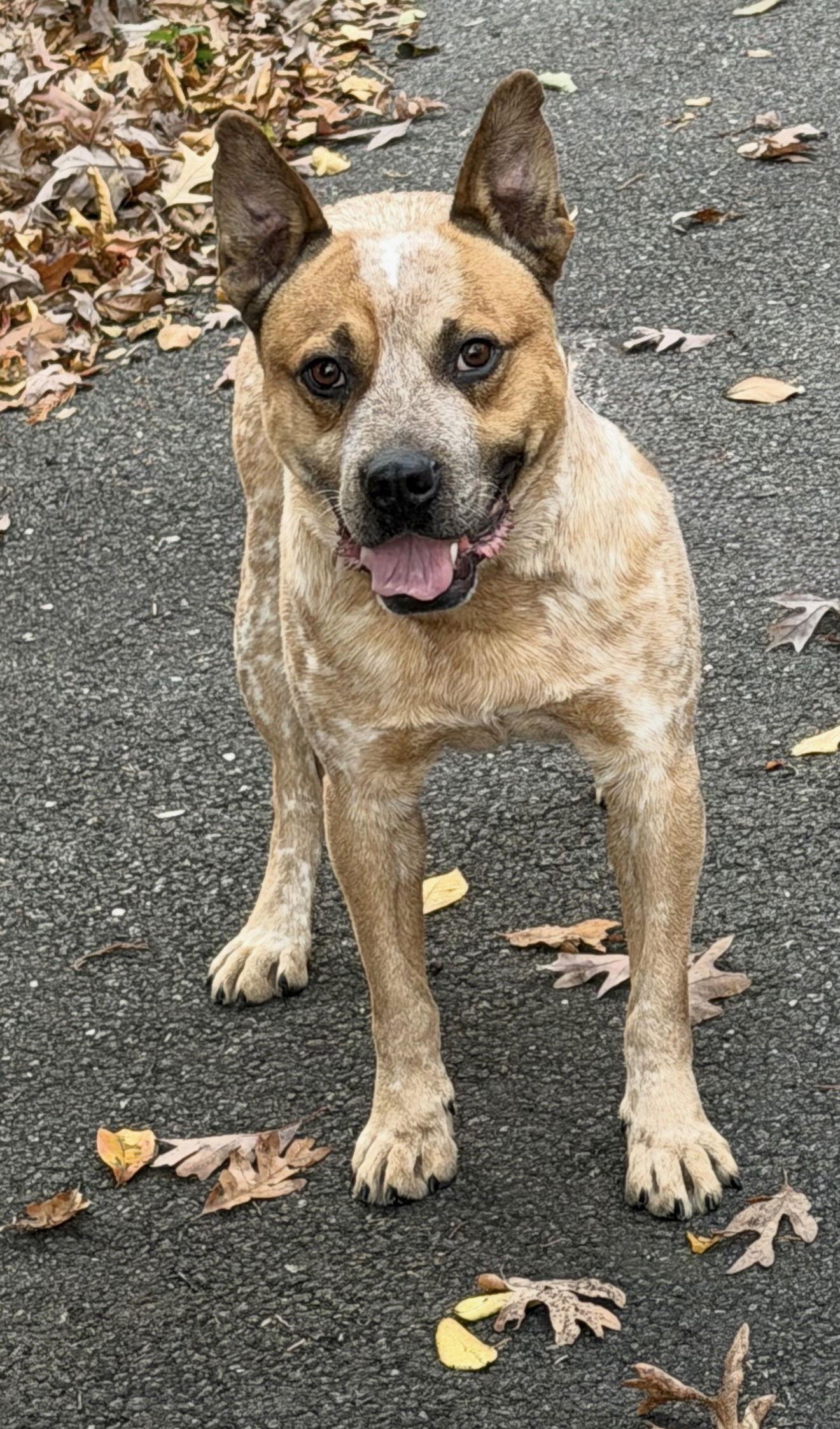 Dash, a Adoptable mixed breed in Spotsylvania, VA image 2/3