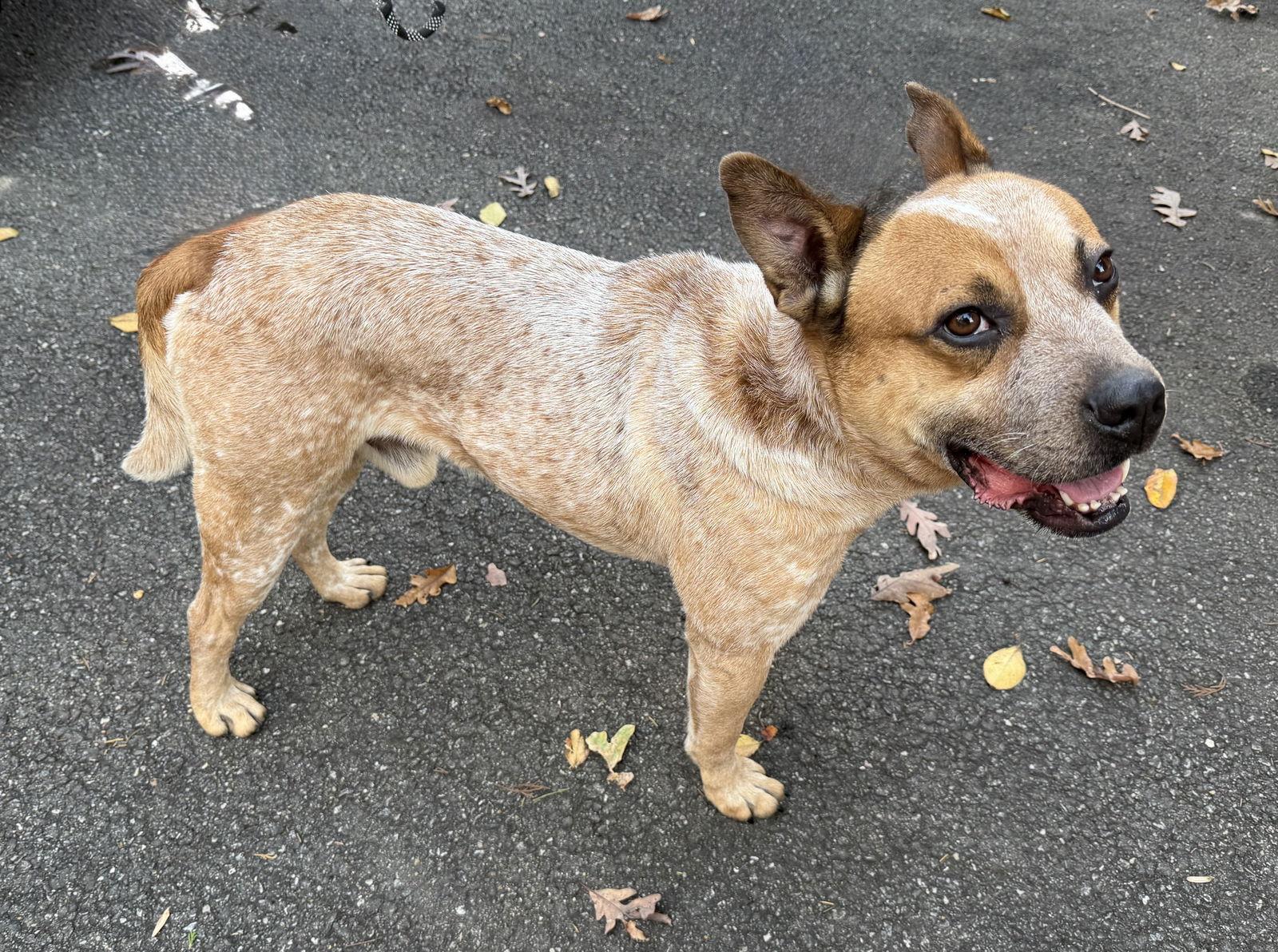 Dash, a Adoptable mixed breed in Spotsylvania, VA image 3/3