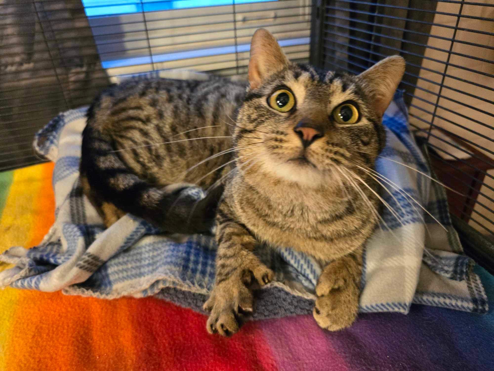 Petfinder Syracuse Ny - k4d7i8v