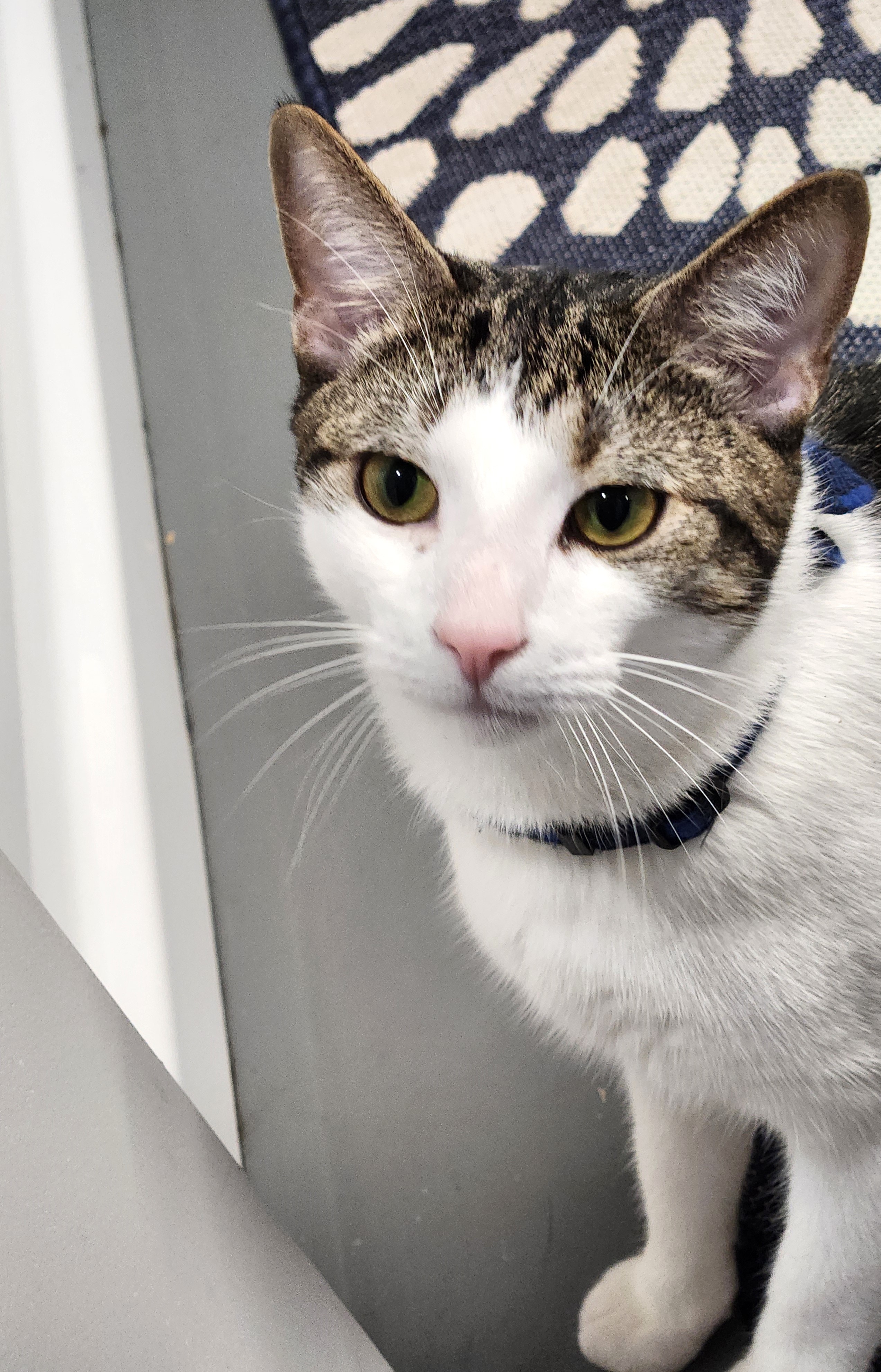 Enlarge Gale, a Adoptable Domestic Short Hair in Boiling Springs, PA image 2/6