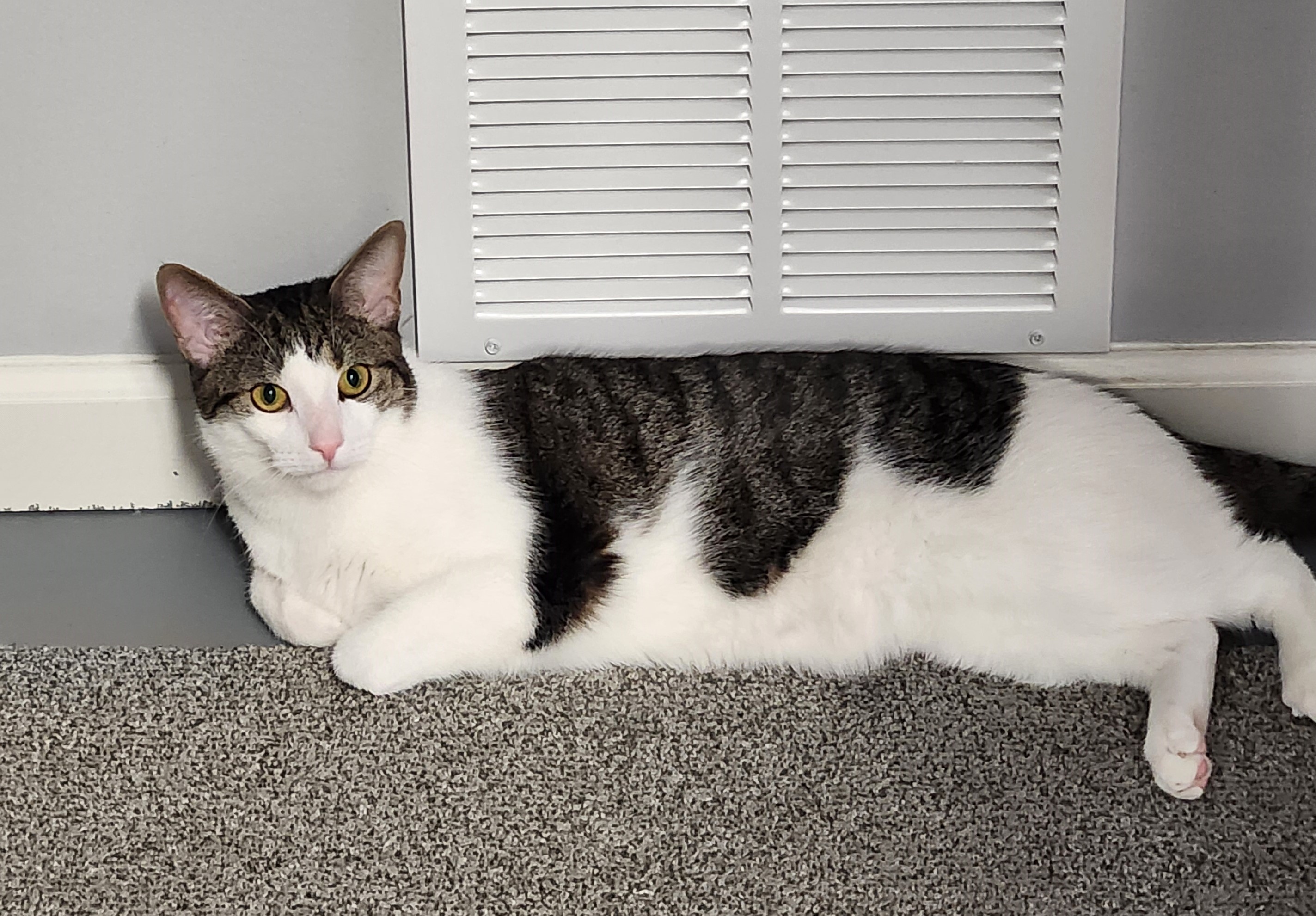 Enlarge Gale, a Adoptable Domestic Short Hair in Boiling Springs, PA image 3/6