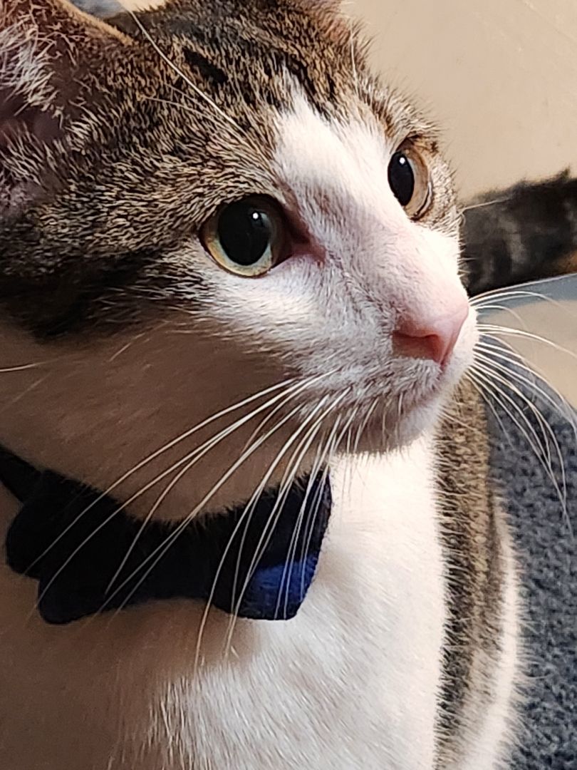 Enlarge Gale, a Adoptable Domestic Short Hair in Boiling Springs, PA image 5/6