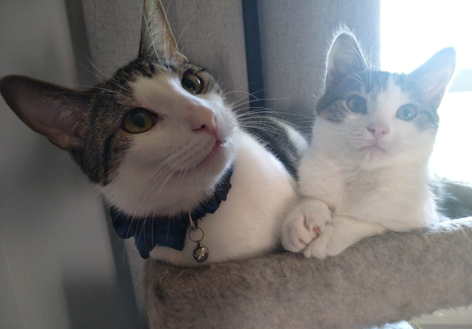 Enlarge Gale, a Adoptable Domestic Short Hair in Boiling Springs, PA image 6/6