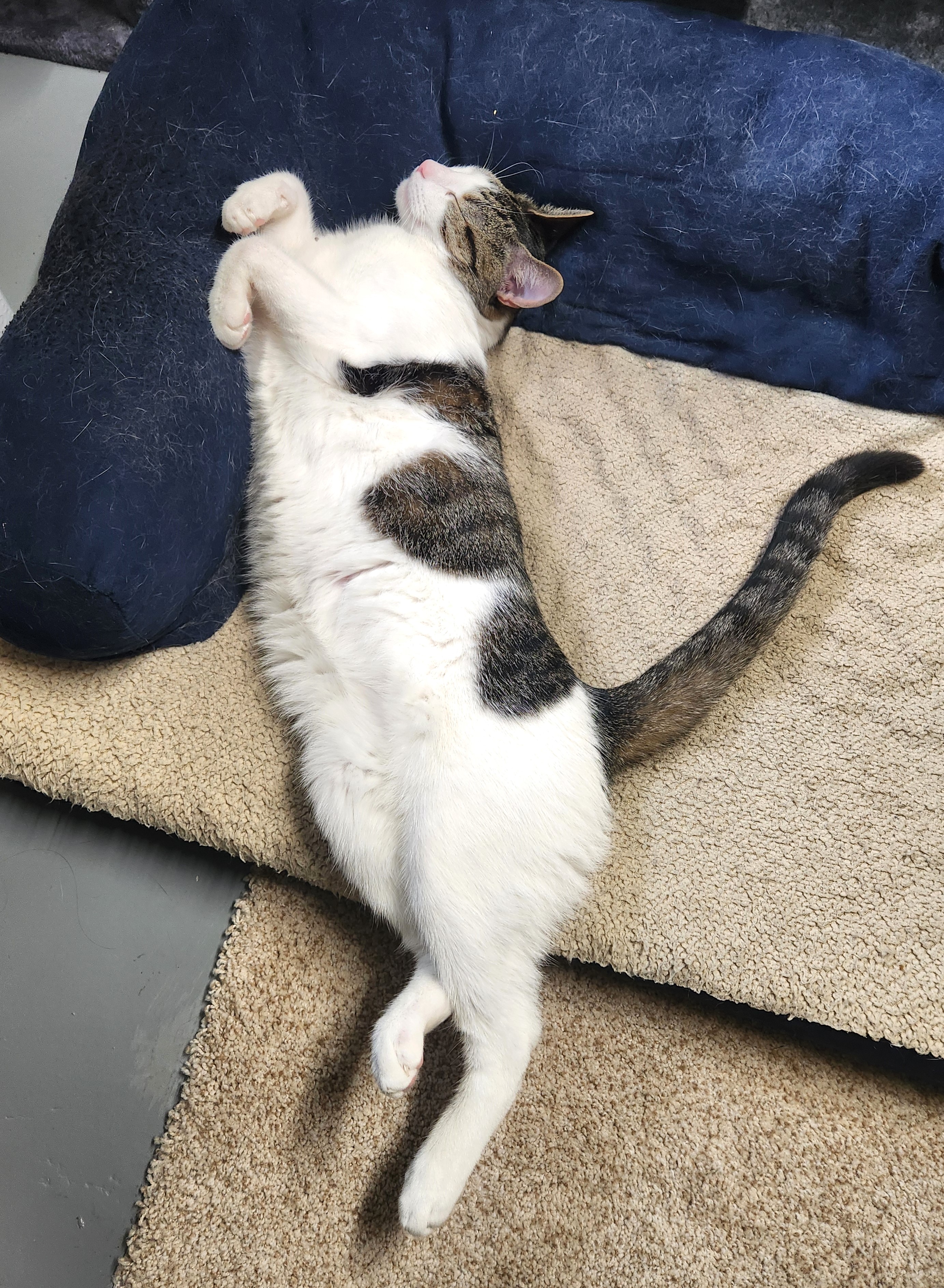 Enlarge Gale, a Adoptable Domestic Short Hair in Boiling Springs, PA image 4/6