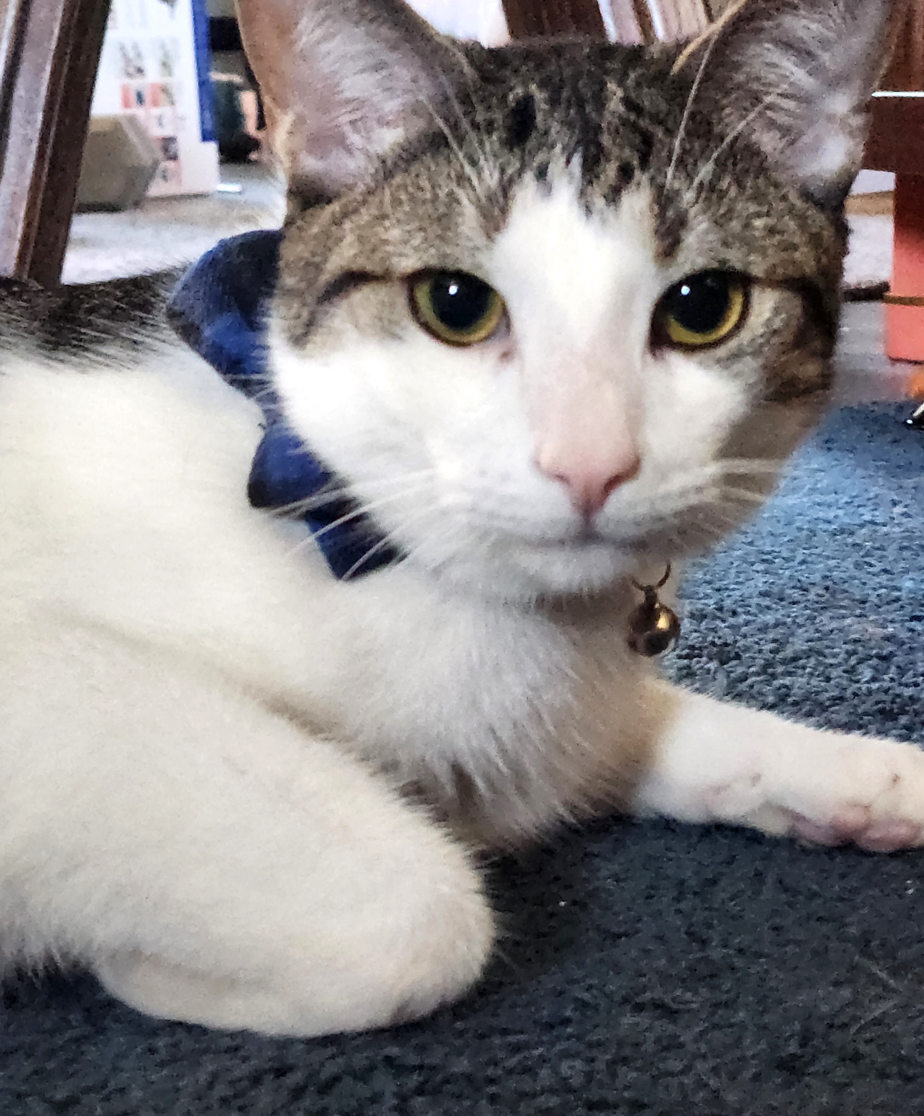 Enlarge Gale, a Adoptable Domestic Short Hair in Boiling Springs, PA image 1/6