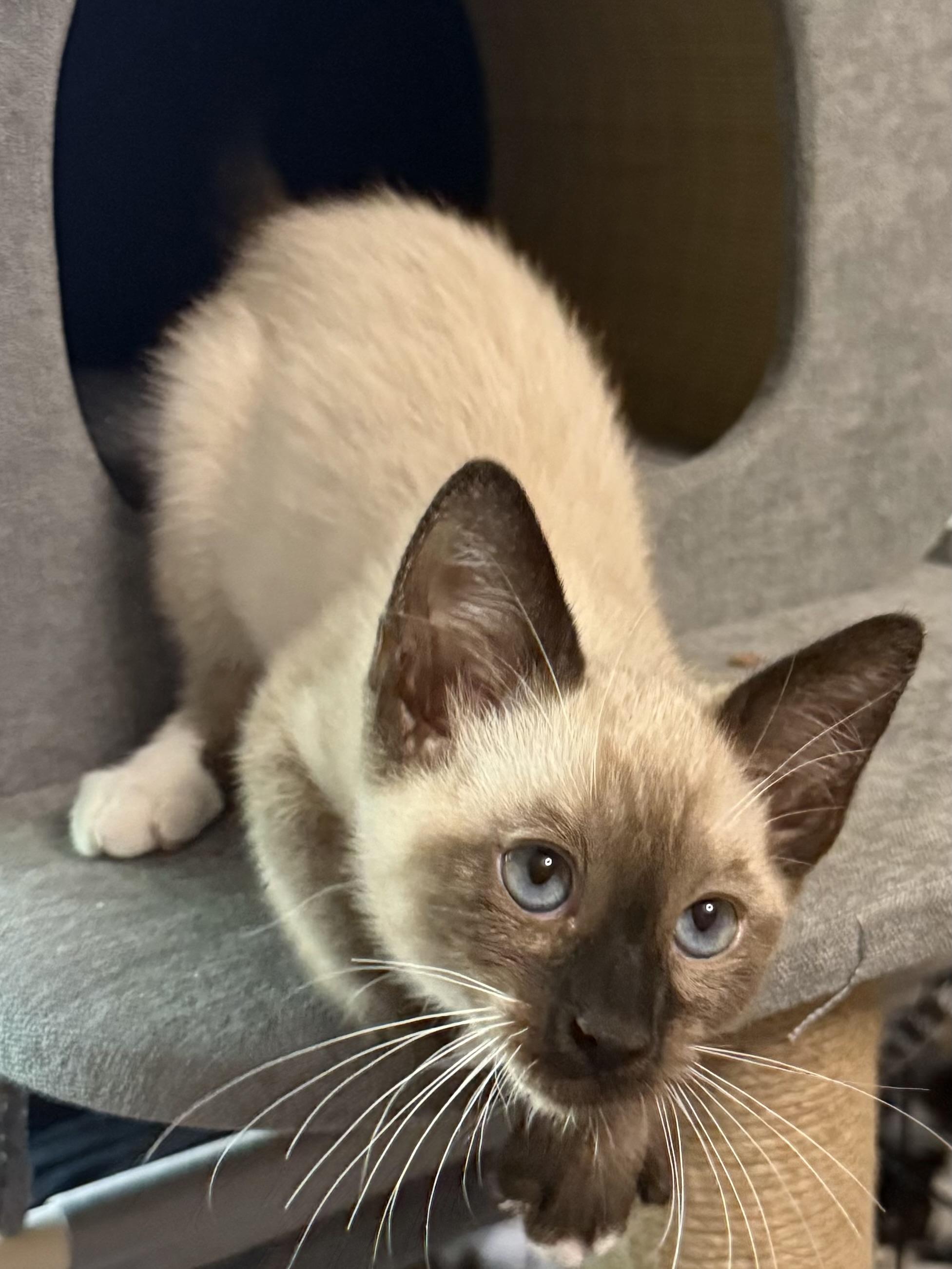 Snowdrop, an adopted Siamese in Oakley, CA image 3/3