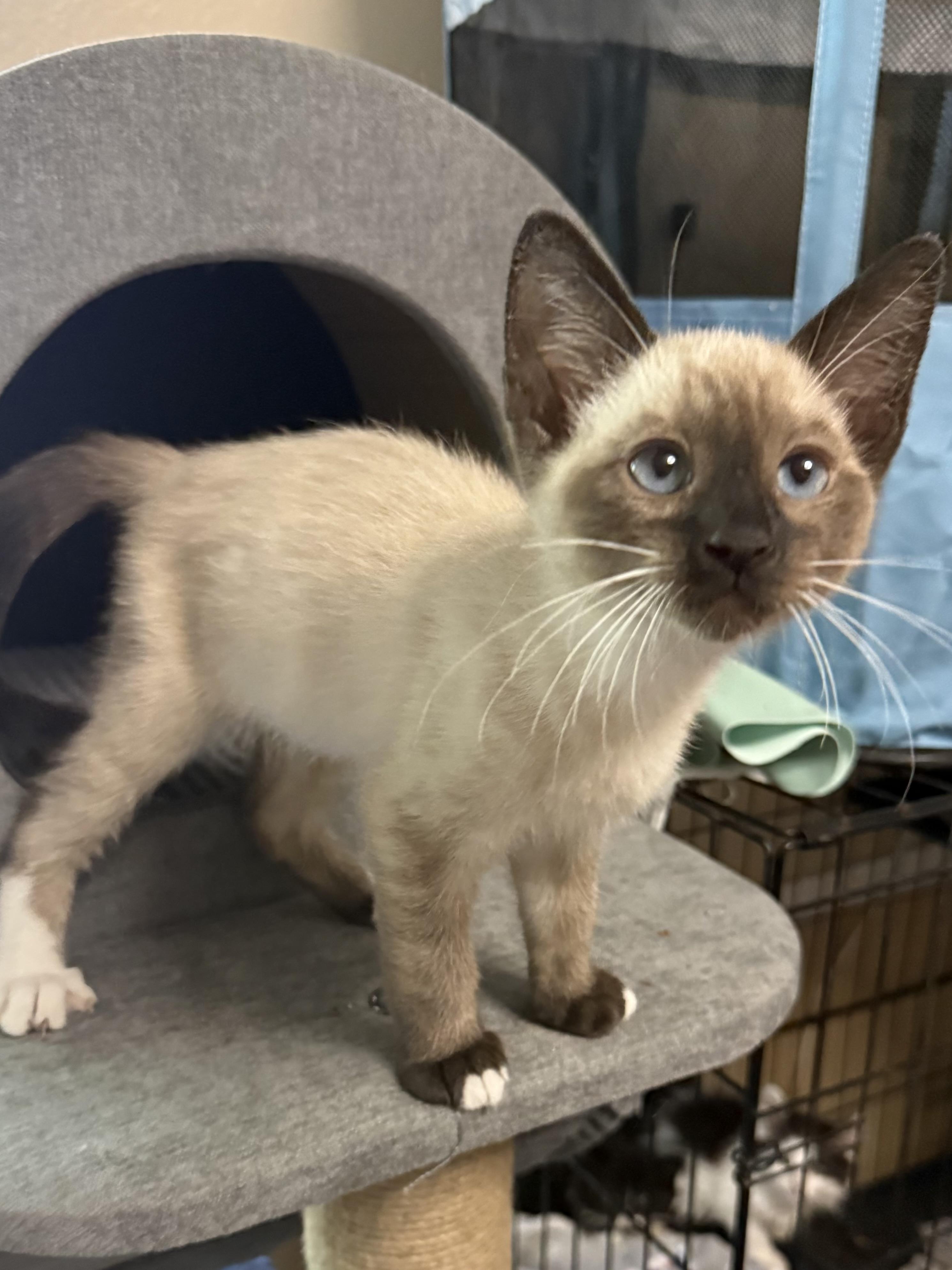 Snowdrop, an adopted Siamese in Oakley, CA image 1/3