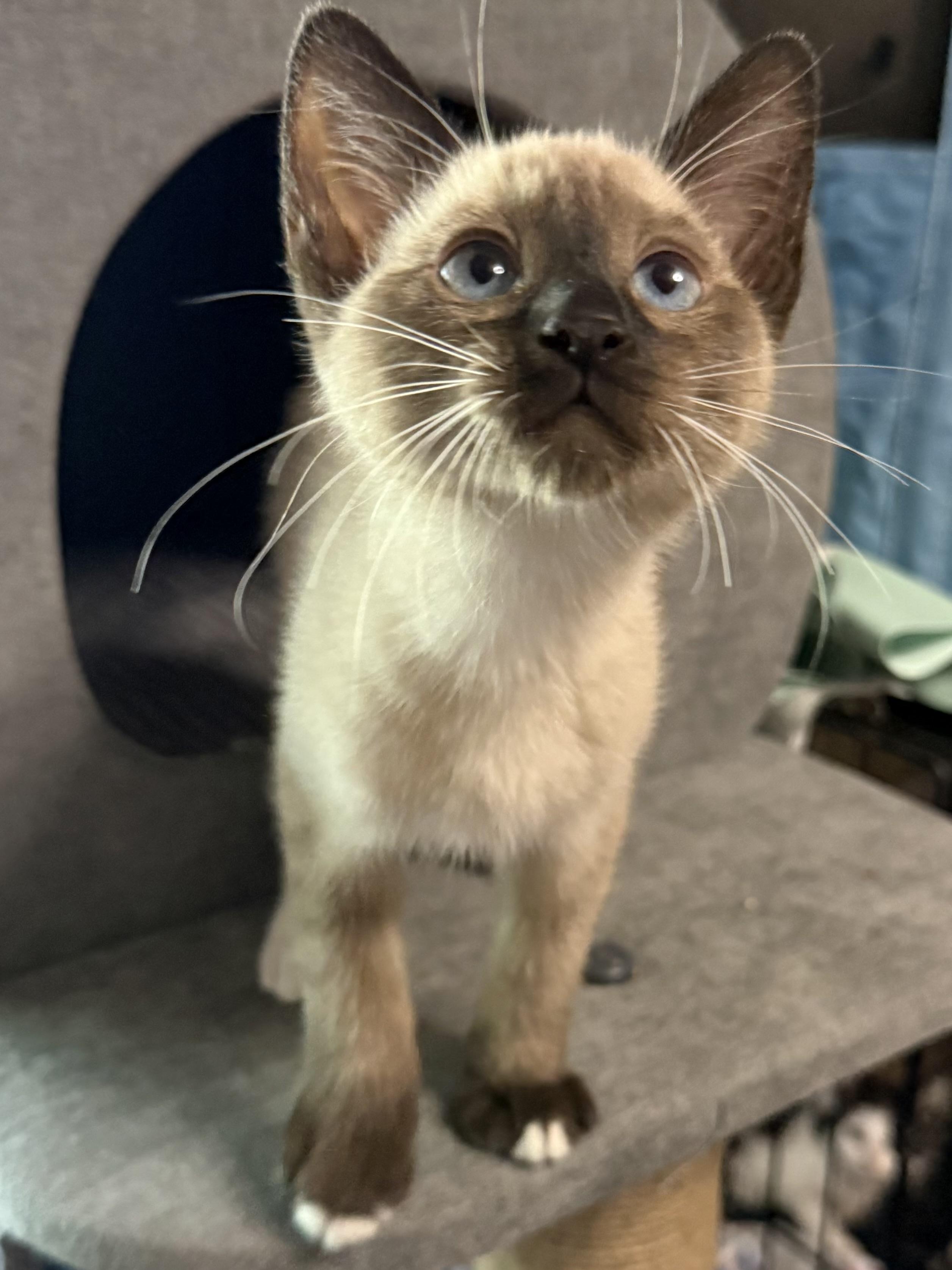 Snowdrop, an adopted Siamese in Oakley, CA image 2/3