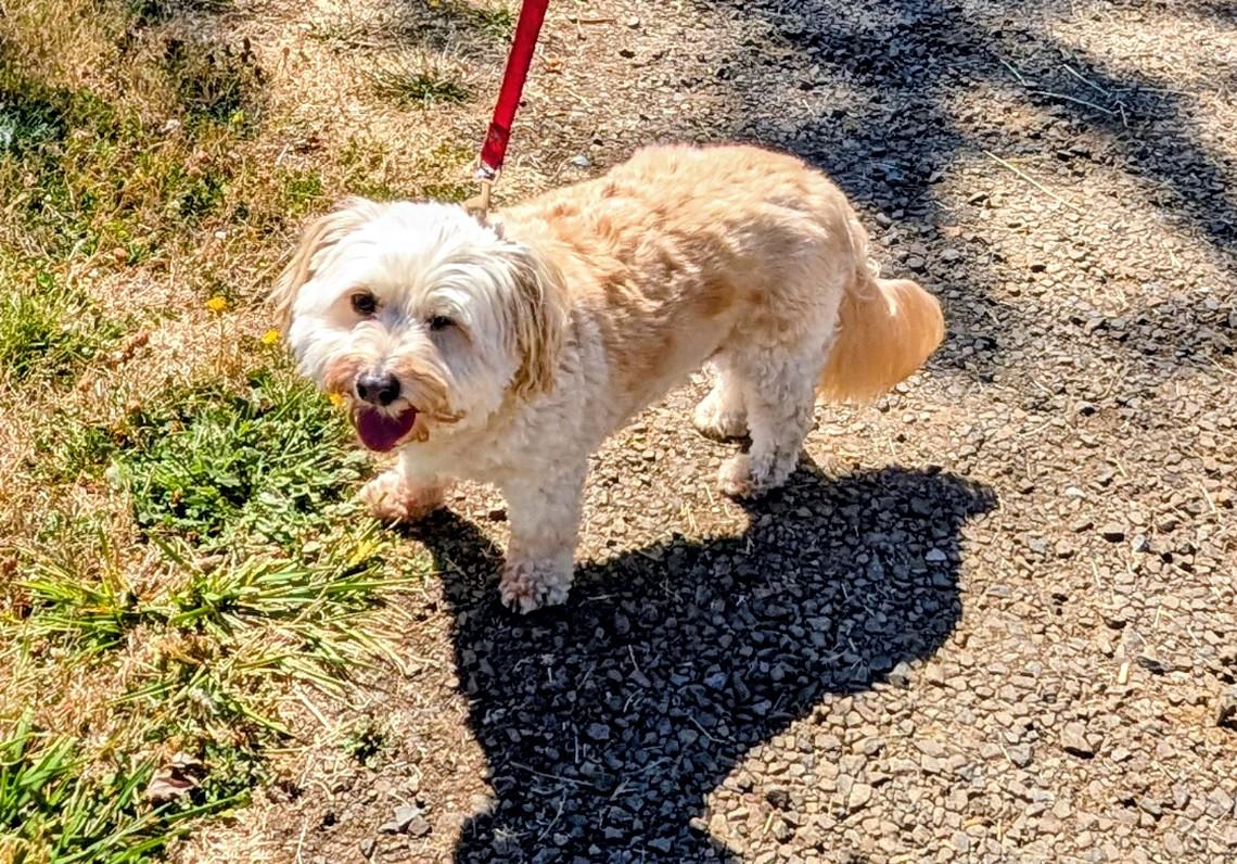 Enlarge Bentley, a Adoptable mixed breed in Sweet Home, OR image 2/4