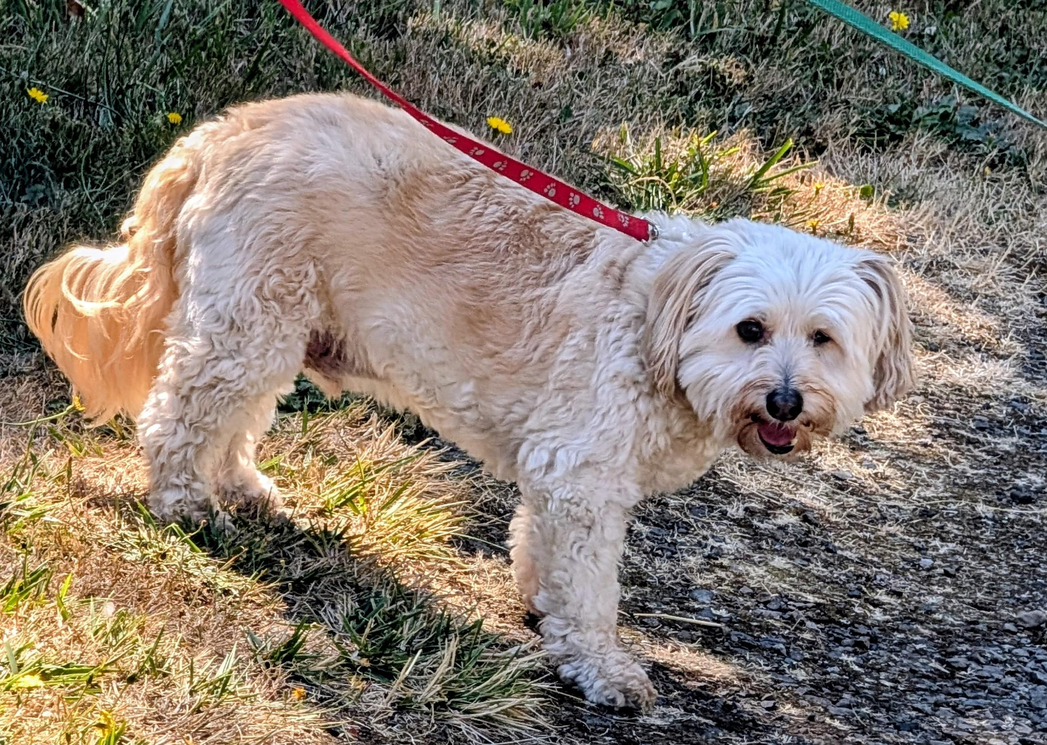 Enlarge Bentley, a Adoptable mixed breed in Sweet Home, OR image 3/4