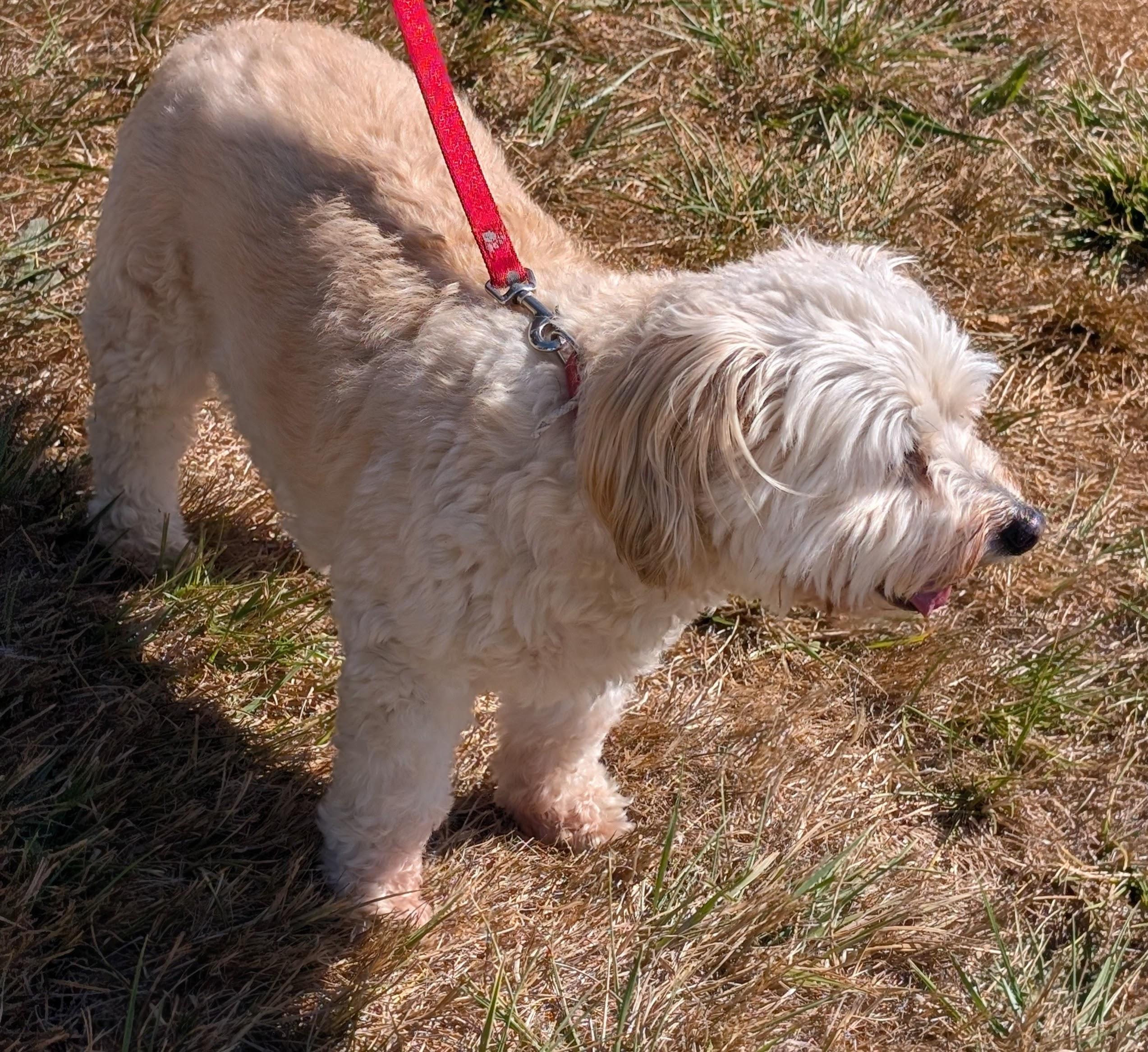 Bentley, Adoptable, Senior Male Havanese.
