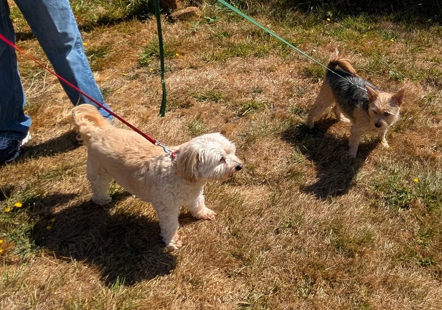 Enlarge Bentley, a Adoptable mixed breed in Sweet Home, OR image 4/4