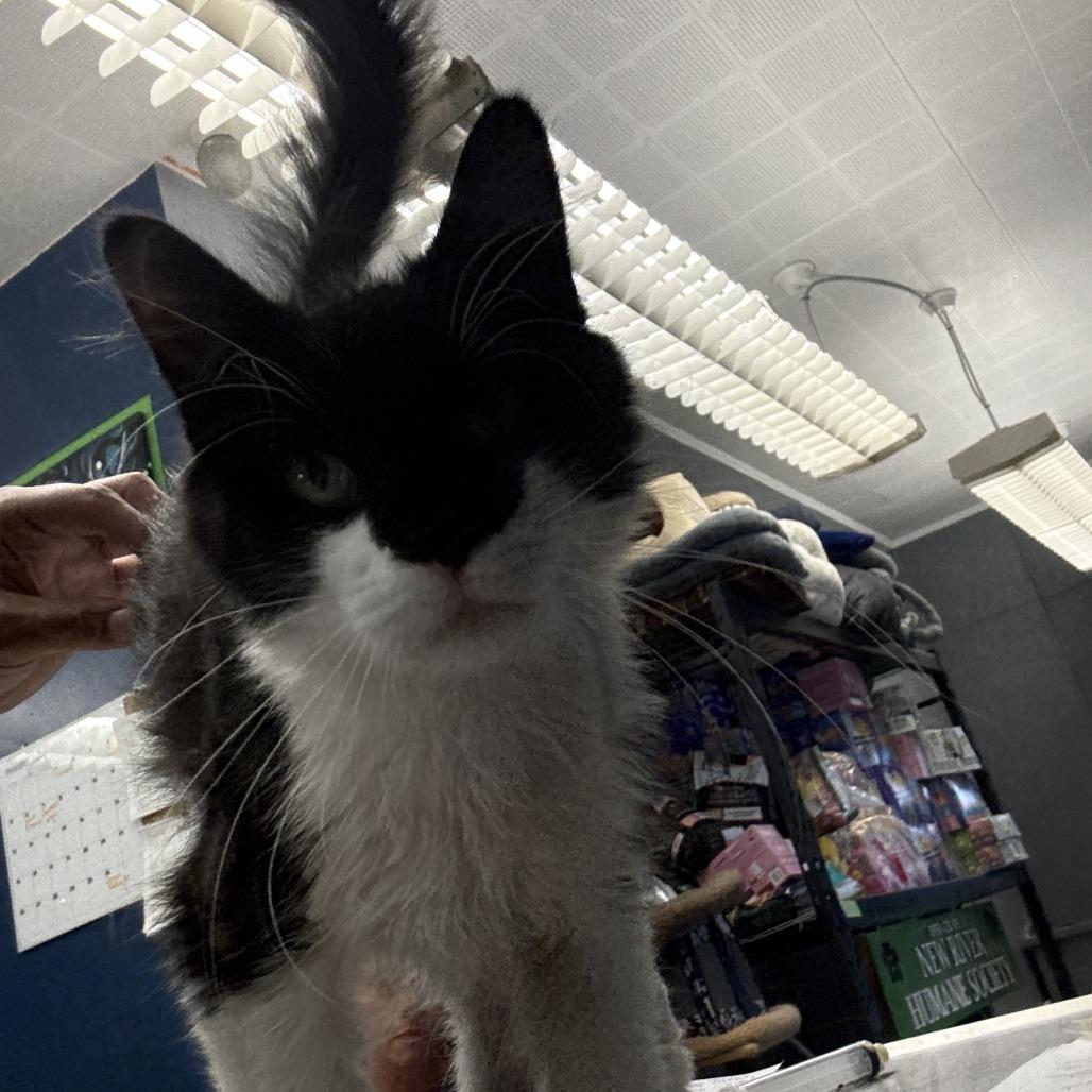 Mouth, Adoptable, Young Male Domestic Medium Hair.