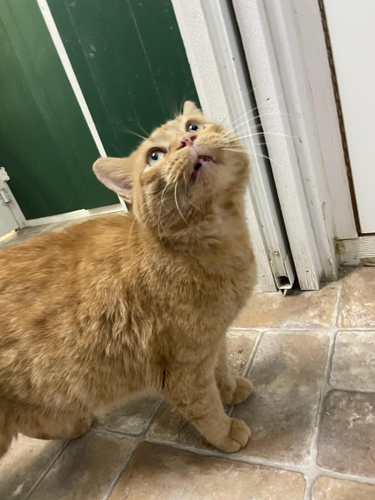 Nemo, Adoptable, Adult Female Domestic Short Hair.