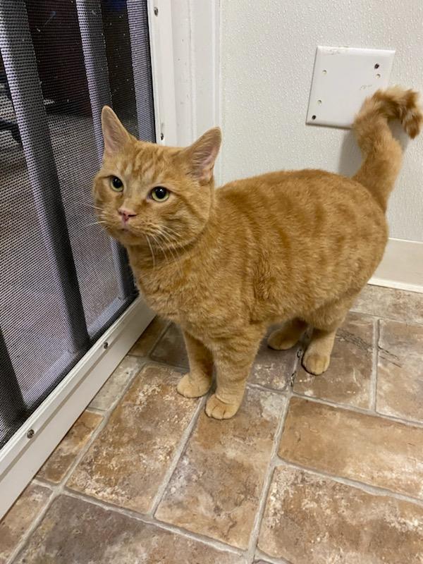 Nemo, a Adoptable Domestic Short Hair in Altoona, PA image 2/2