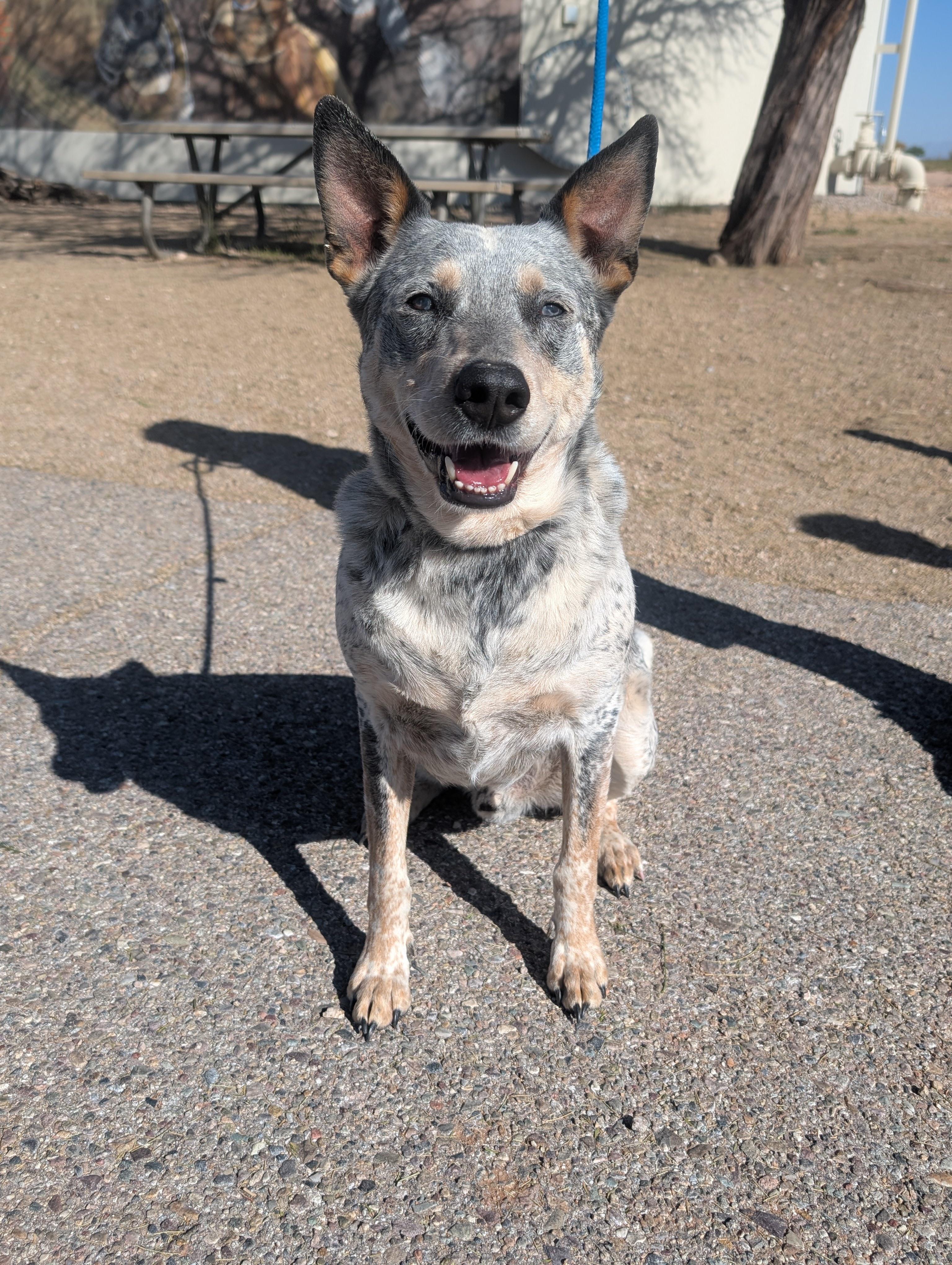 Enlarge Gus, an adoptable mixed breed in Sierra Vista, AZ image 1/4