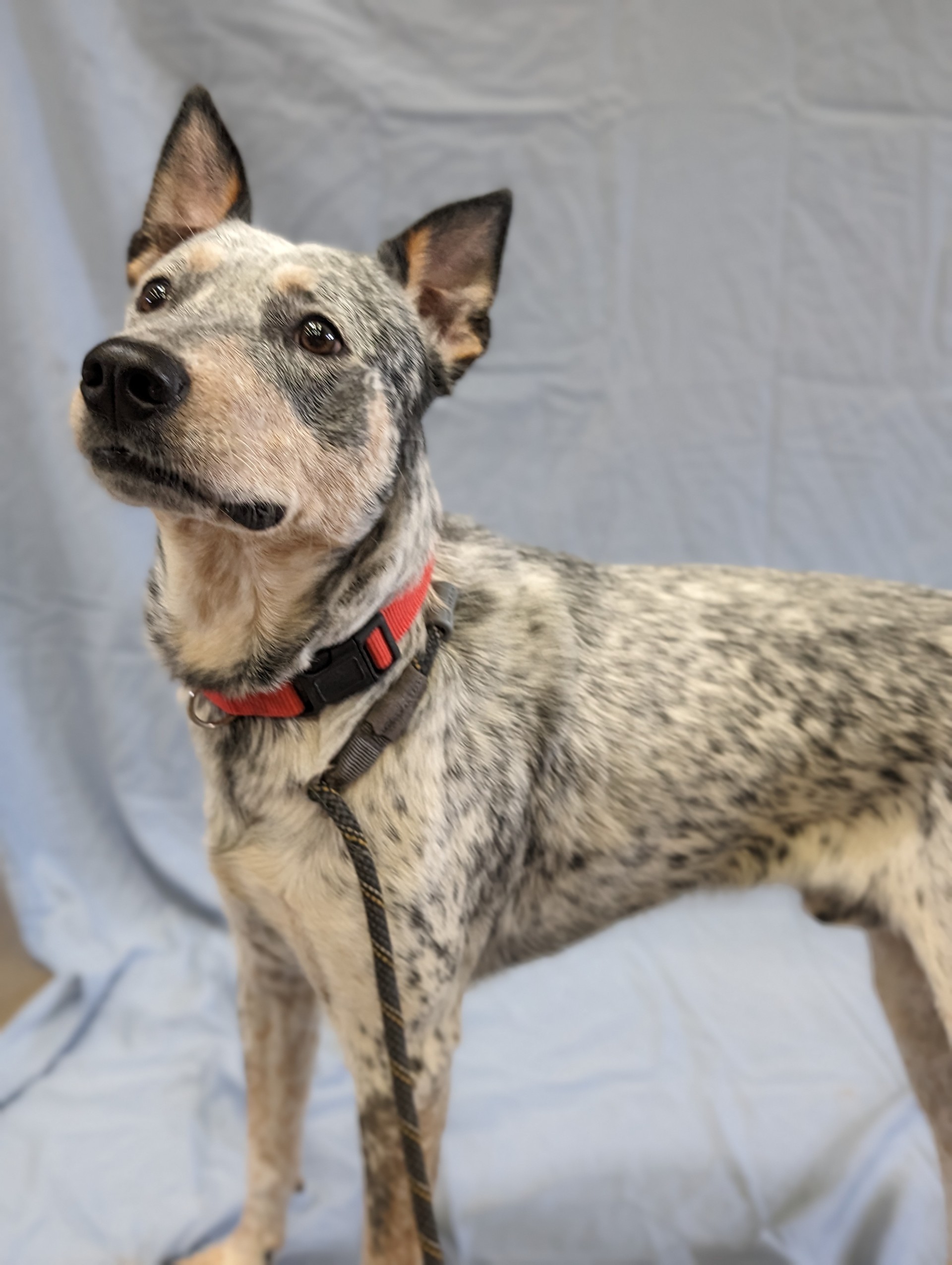 Enlarge Gus, an adoptable mixed breed in Sierra Vista, AZ image 3/4