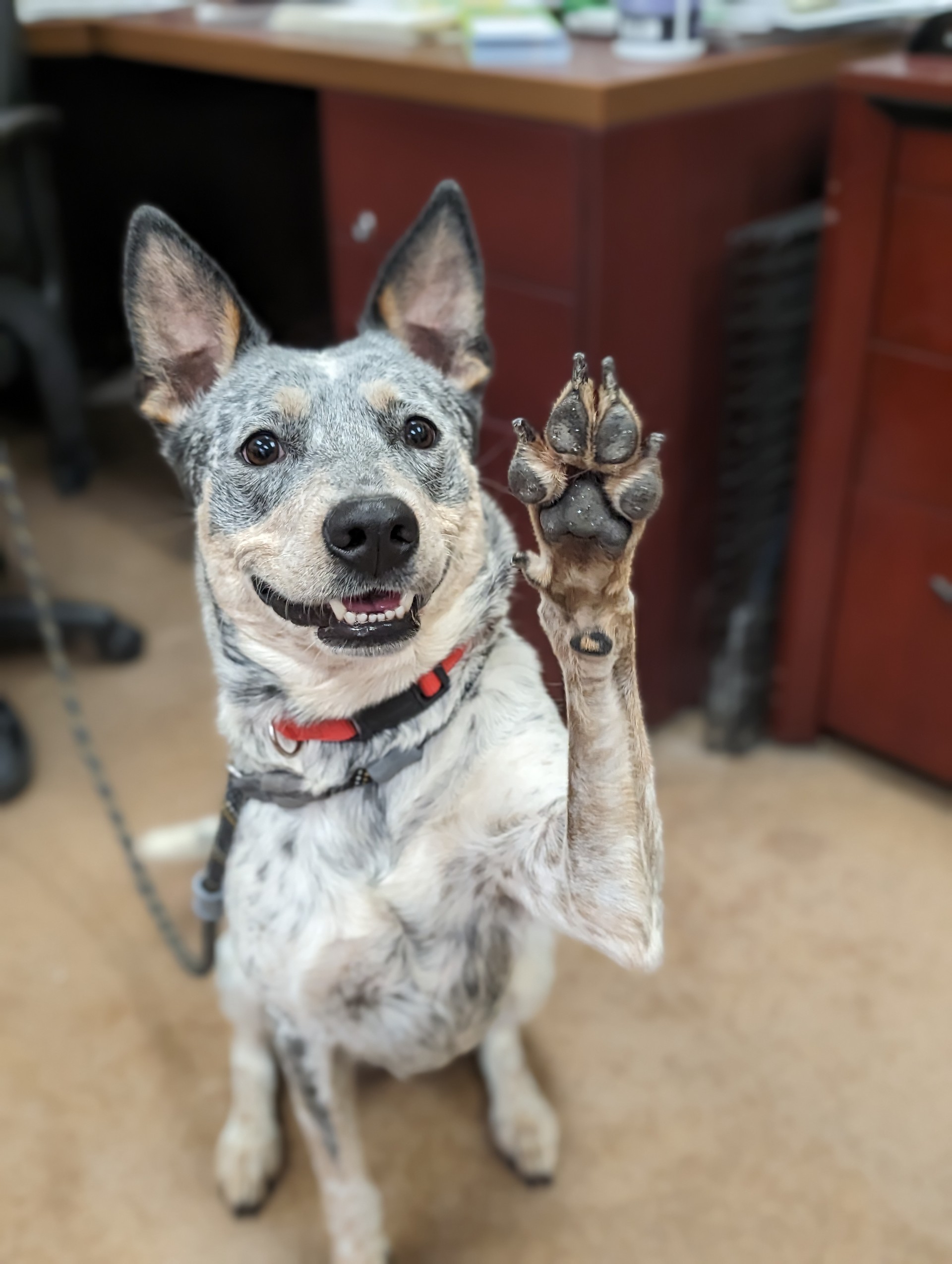 Enlarge Gus, an adoptable mixed breed in Sierra Vista, AZ image 2/4