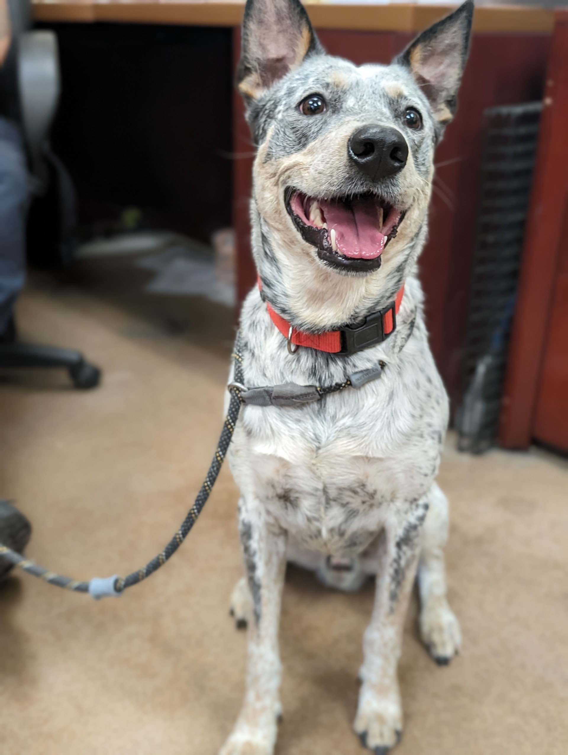 Enlarge Gus, an adoptable mixed breed in Sierra Vista, AZ image 4/4