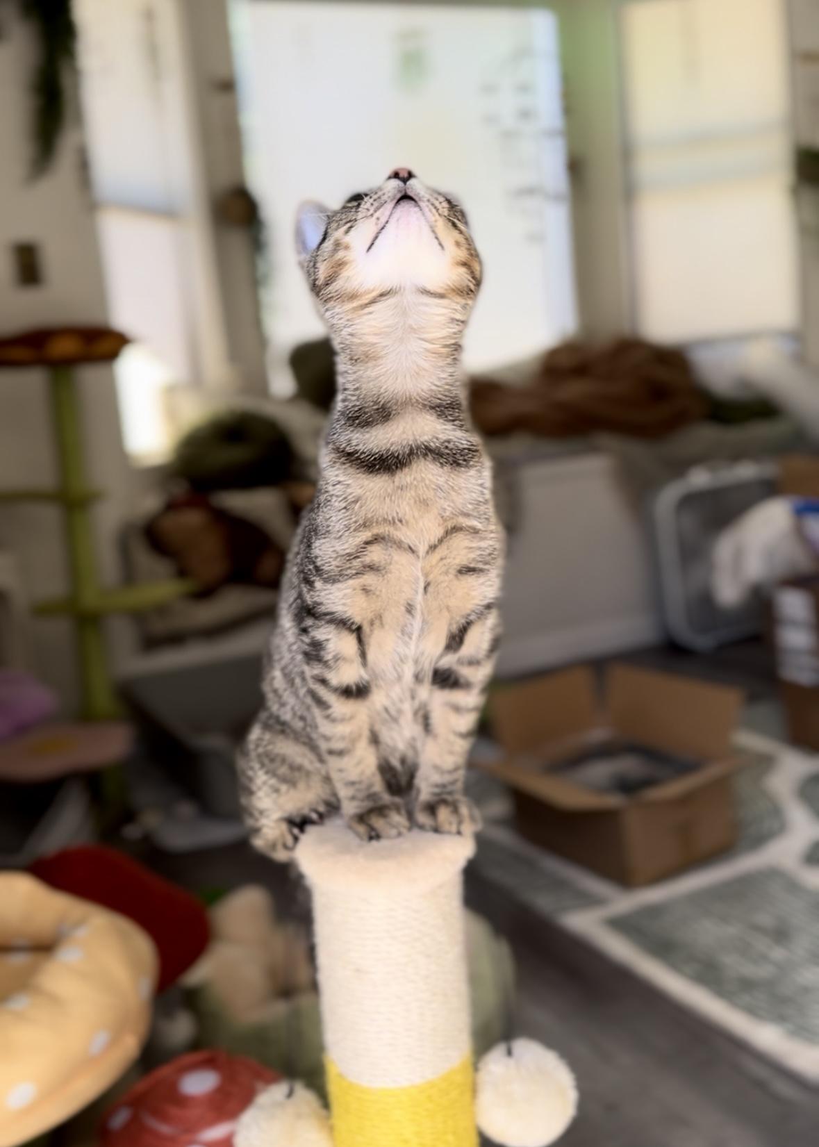 Enlarge Fern, a Adoptable Domestic Short Hair in Garden Grove, CA image 2/6