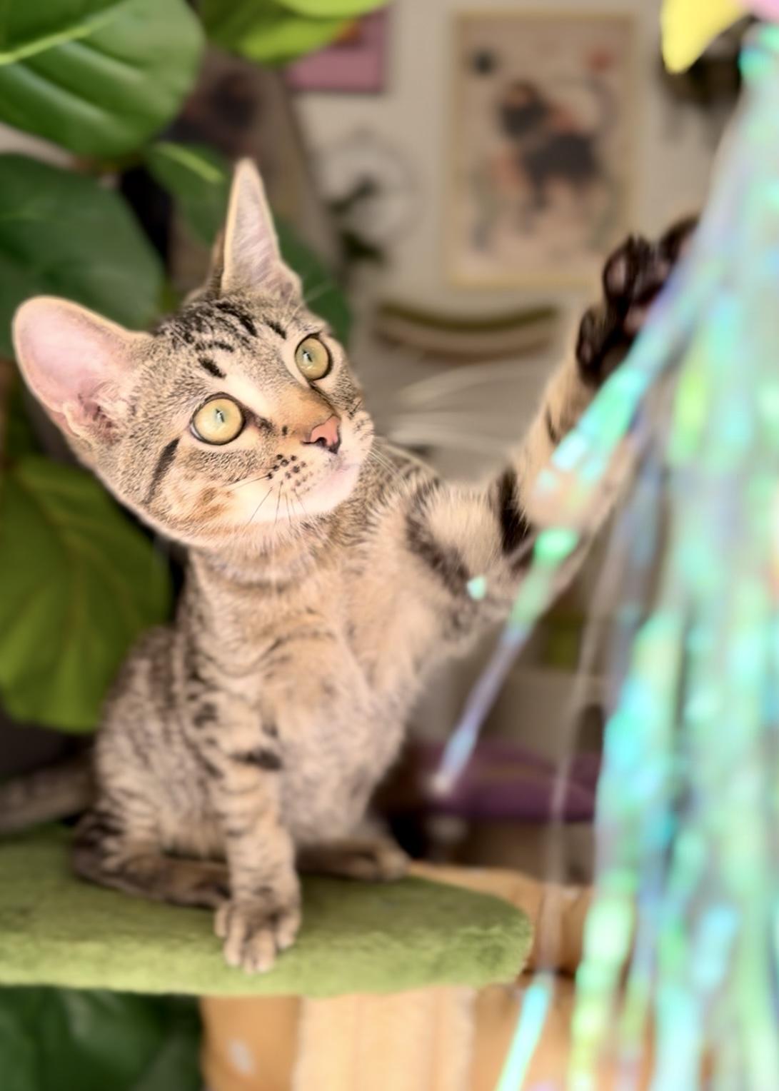 Enlarge Fern, a Adoptable Domestic Short Hair in Garden Grove, CA image 4/6