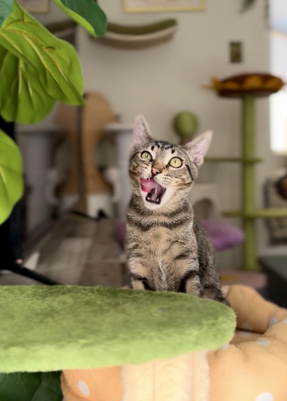 Enlarge Fern, a Adoptable Domestic Short Hair in Garden Grove, CA image 5/6