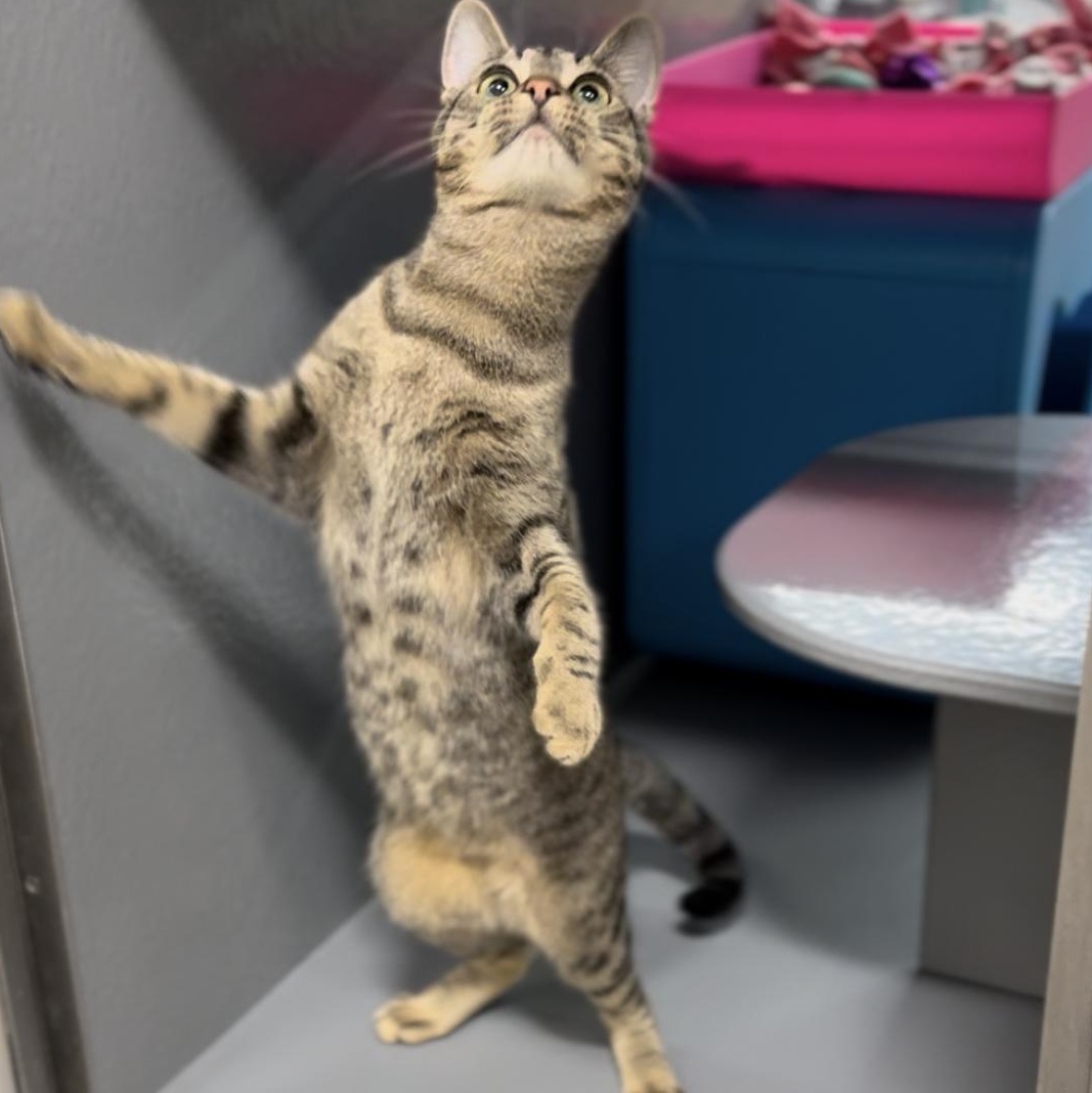 Fern, Adoptable, Young Male Domestic Short Hair.