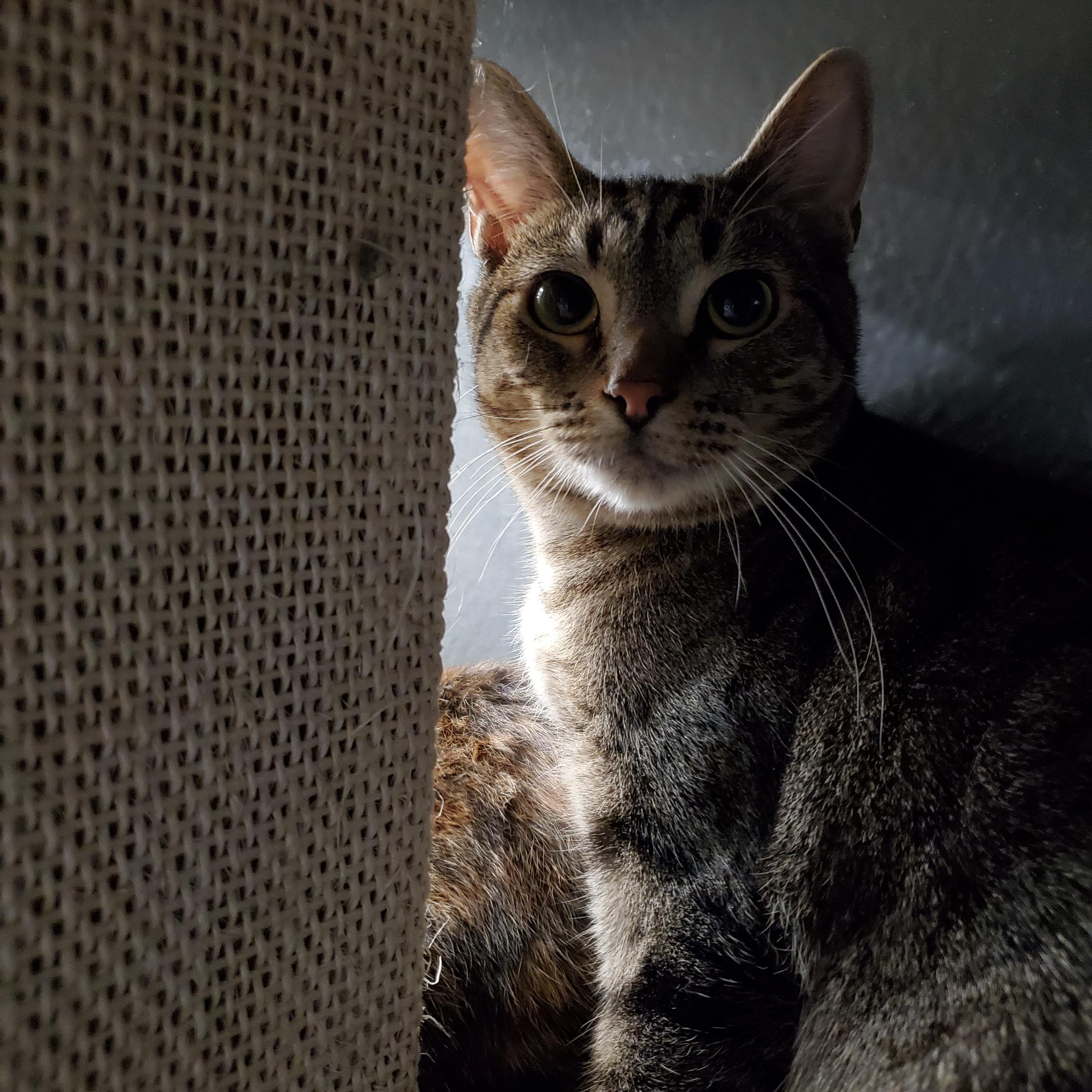 Enlarge Fern, a Adoptable Domestic Short Hair in Garden Grove, CA image 2/6