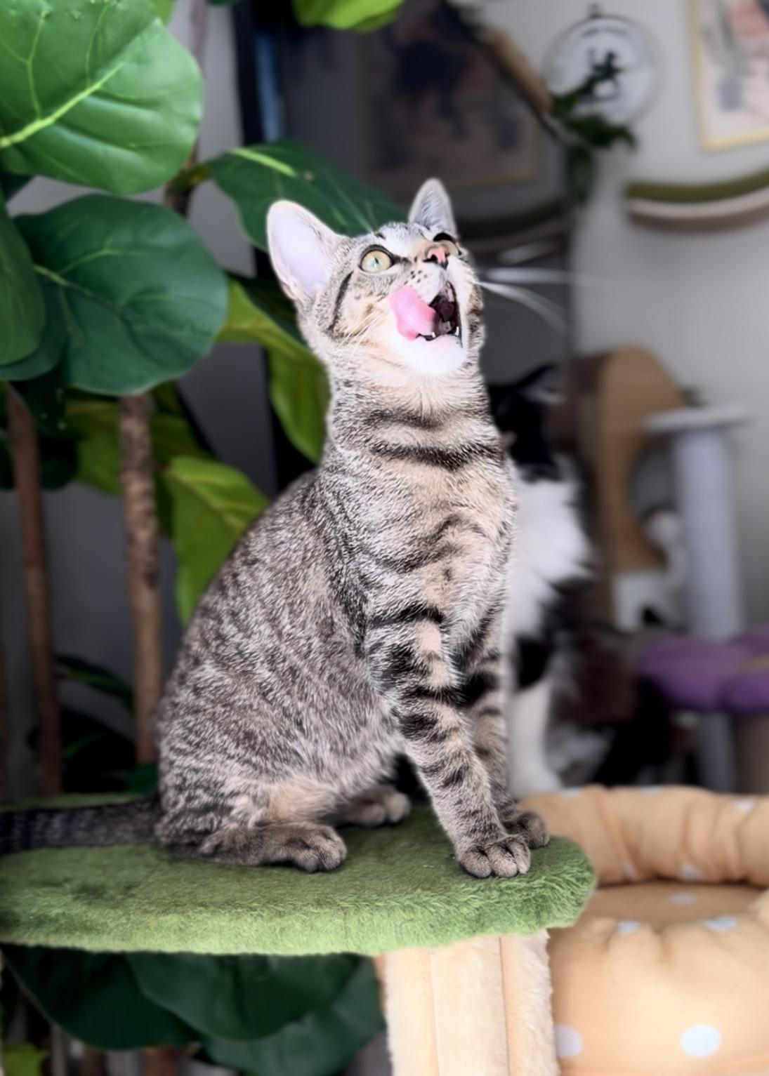 Enlarge Fern, a Adoptable Domestic Short Hair in Garden Grove, CA image 3/6