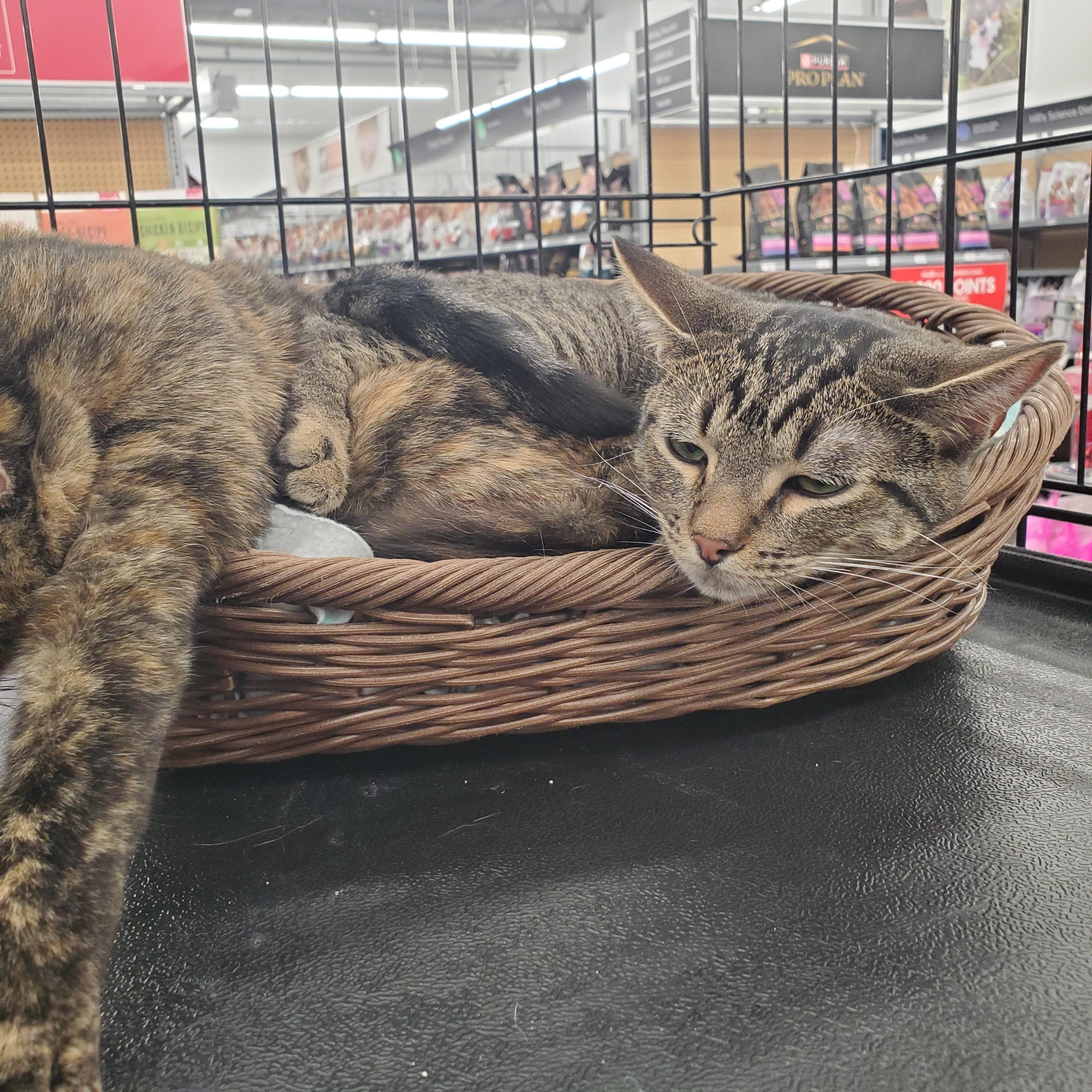 Enlarge Fern, a Adoptable Domestic Short Hair in Garden Grove, CA image 3/6