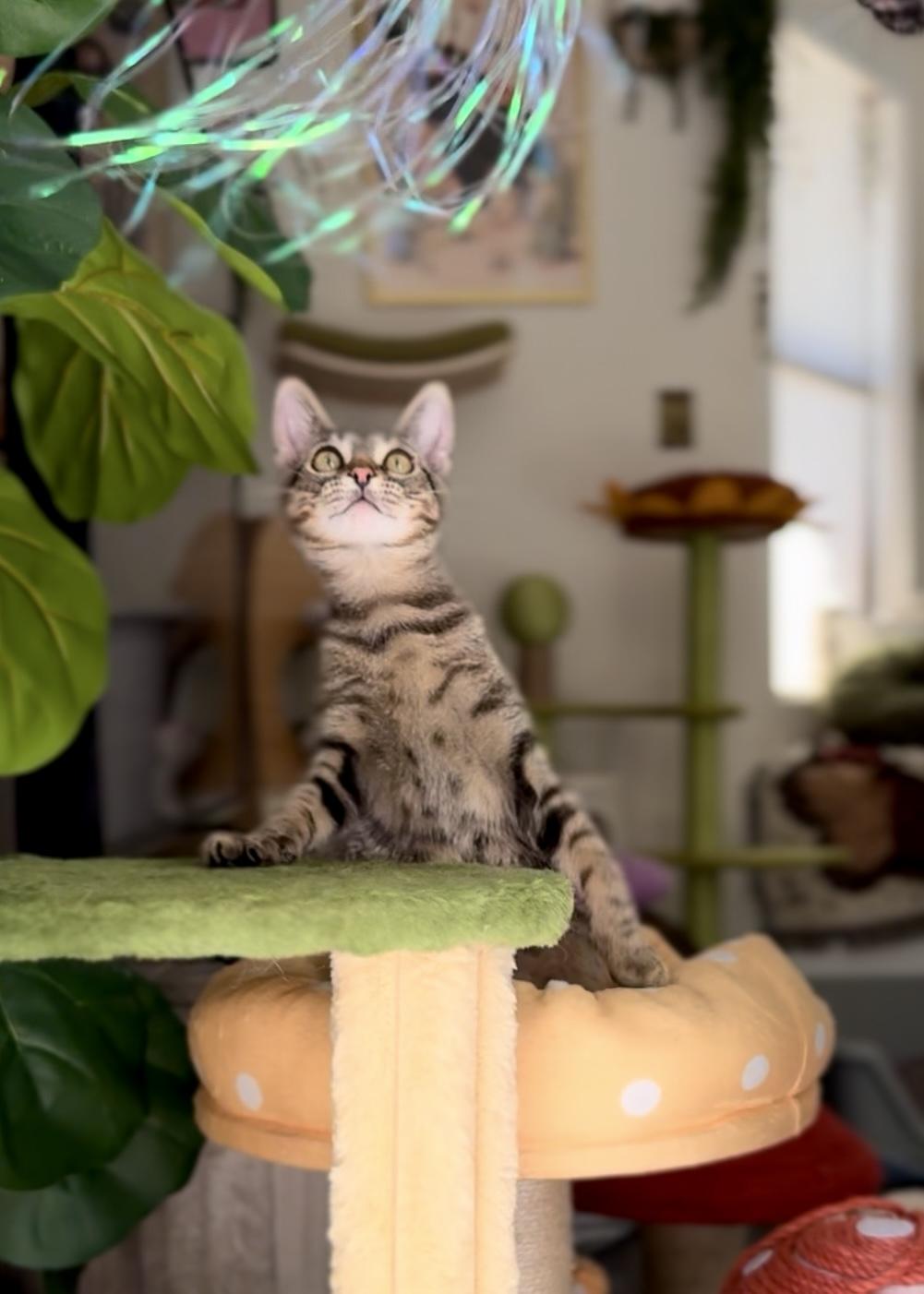 Enlarge Fern, a Adoptable Domestic Short Hair in Garden Grove, CA image 1/6