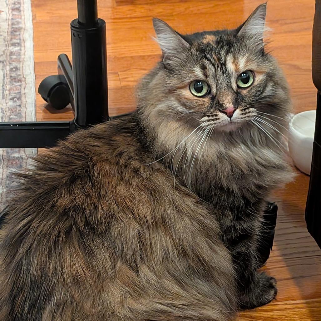 Enlarge Mimi (bonded with Rory), a Adoptable Siberian in Oakton, VA image 1/1