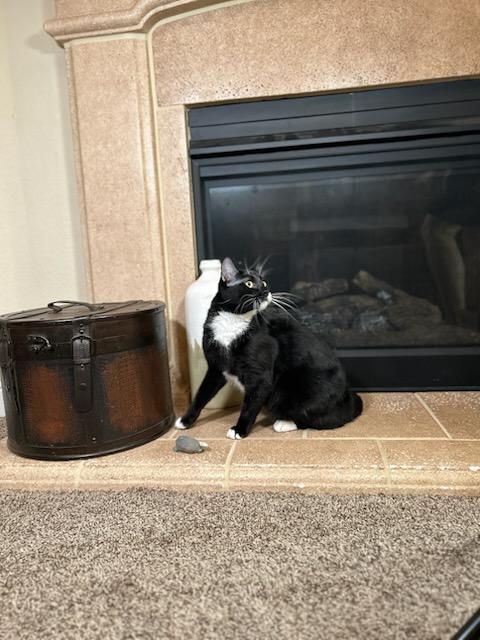 Chad, a Adoptable mixed breed in Parker, TX image 3/4