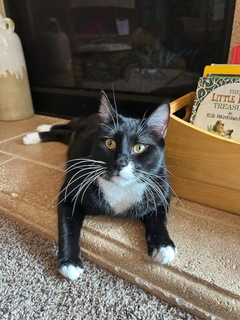 Chad, Adoptable, Young Male Tuxedo & Domestic Short Hair.