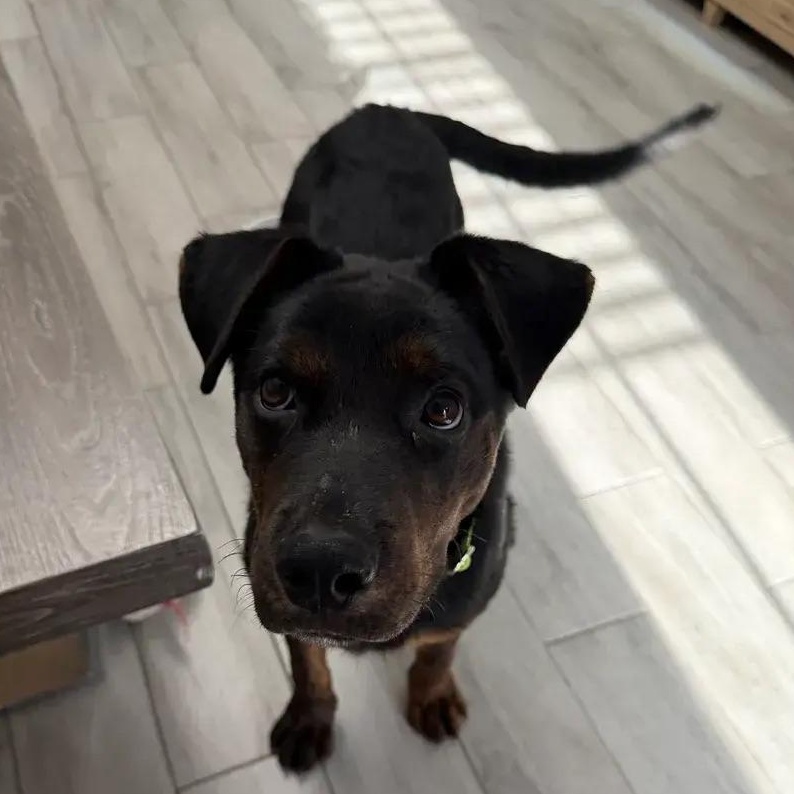 Enlarge Manny, a ADOPTABLE mixed breed in Polk, OH image 1/3