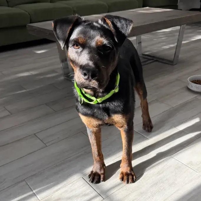 Enlarge Manny, a ADOPTABLE mixed breed in Polk, OH image 2/3