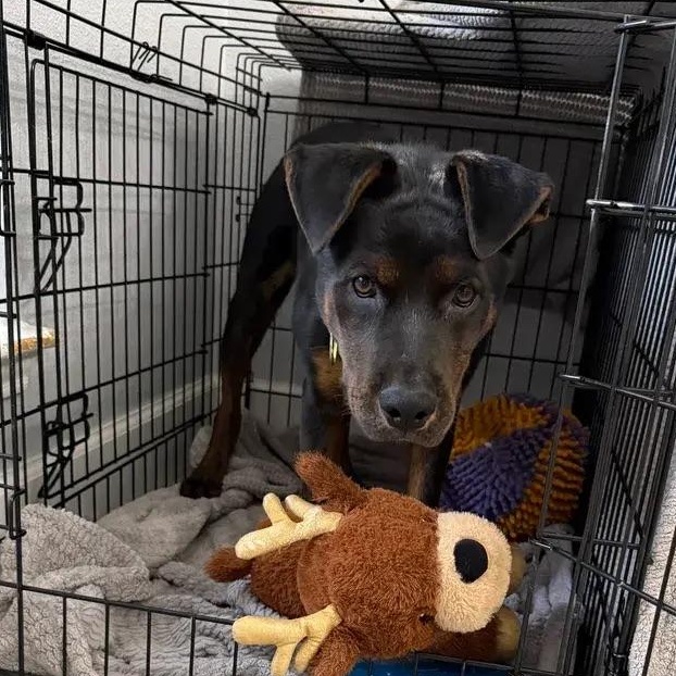 Enlarge Manny, a ADOPTABLE mixed breed in Polk, OH image 3/3