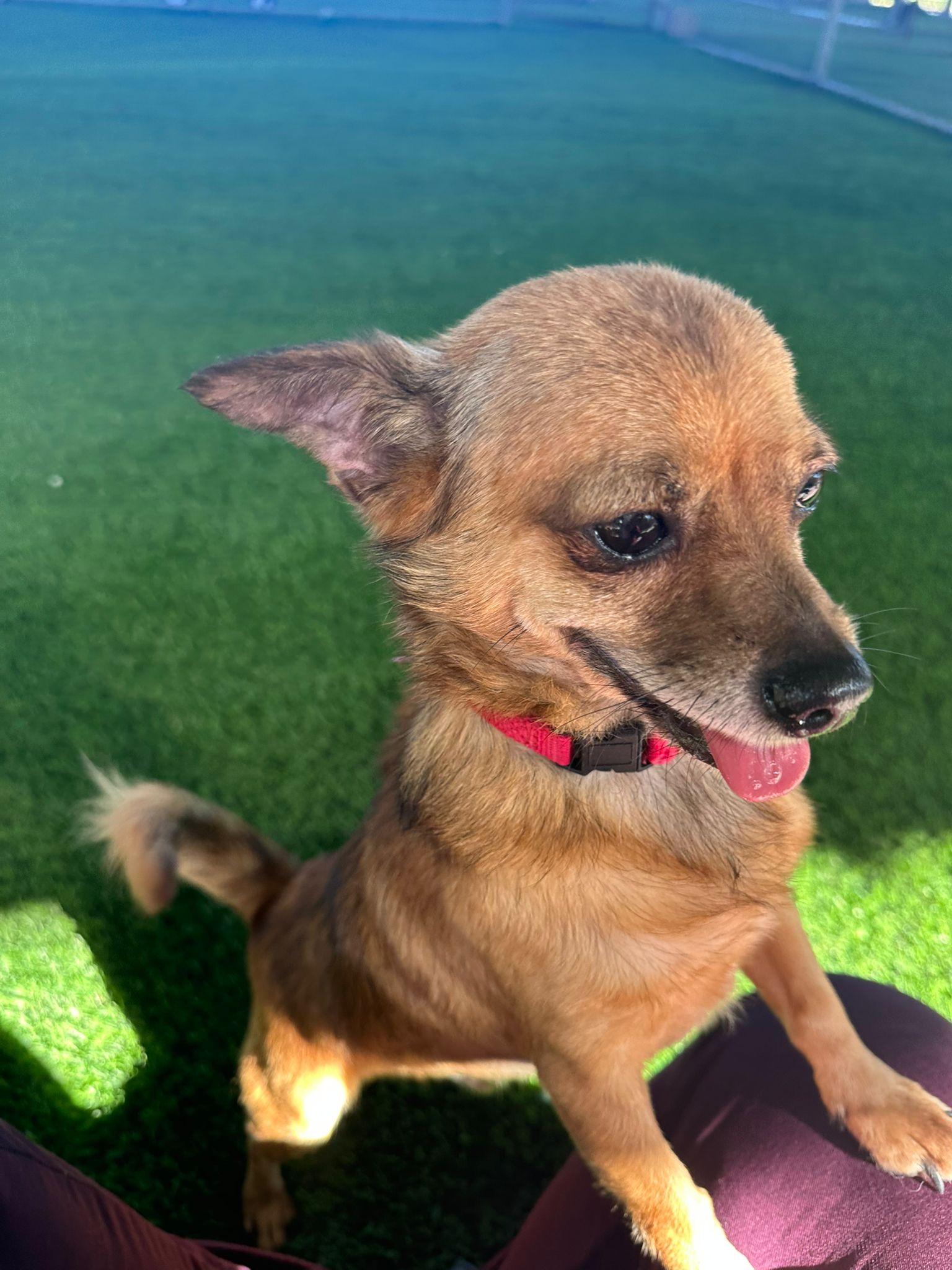 Enlarge Rafiki, a ADOPTABLE mixed breed in Brooklyn, NY image 4/4