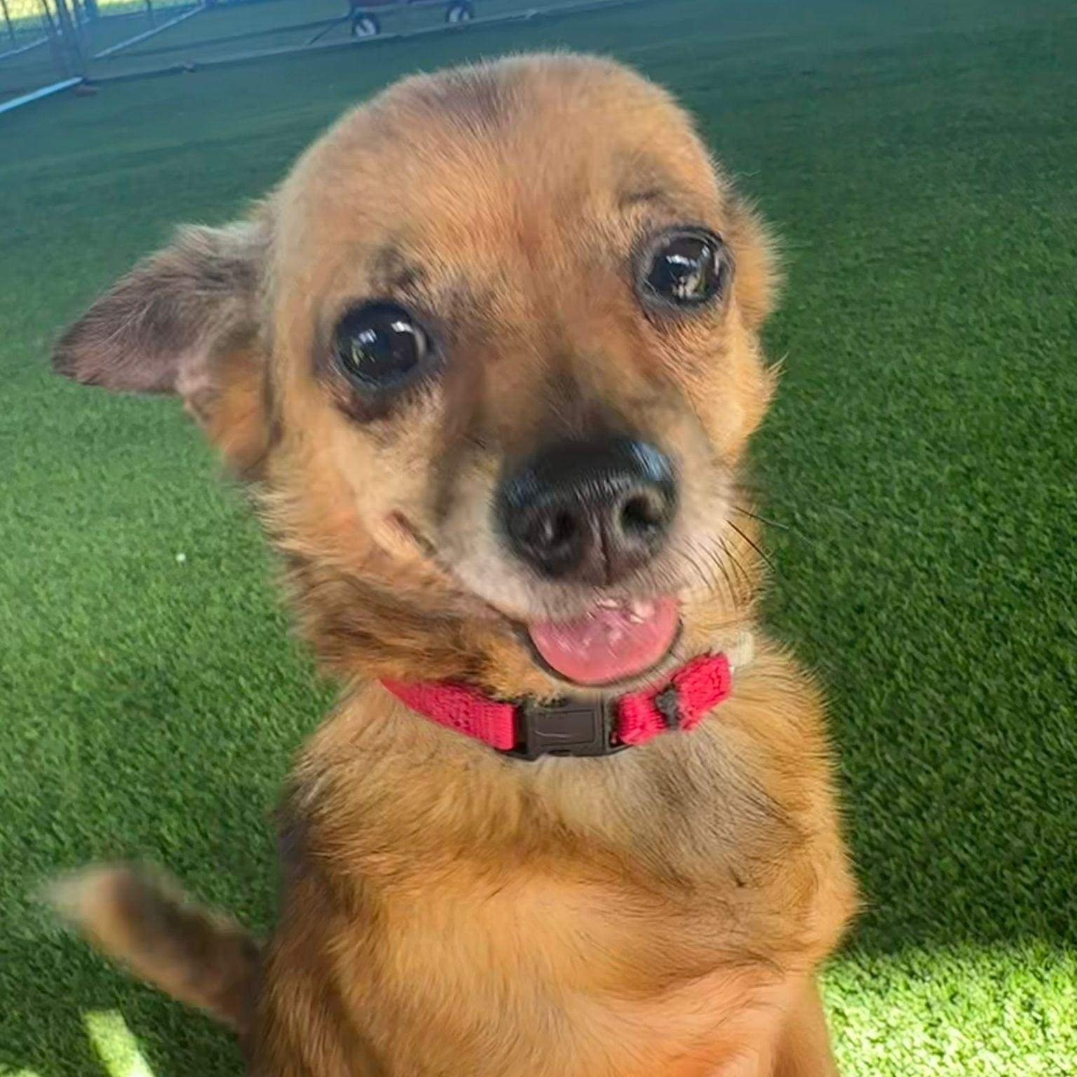 Enlarge Rafiki, a ADOPTABLE mixed breed in Brooklyn, NY image 1/4