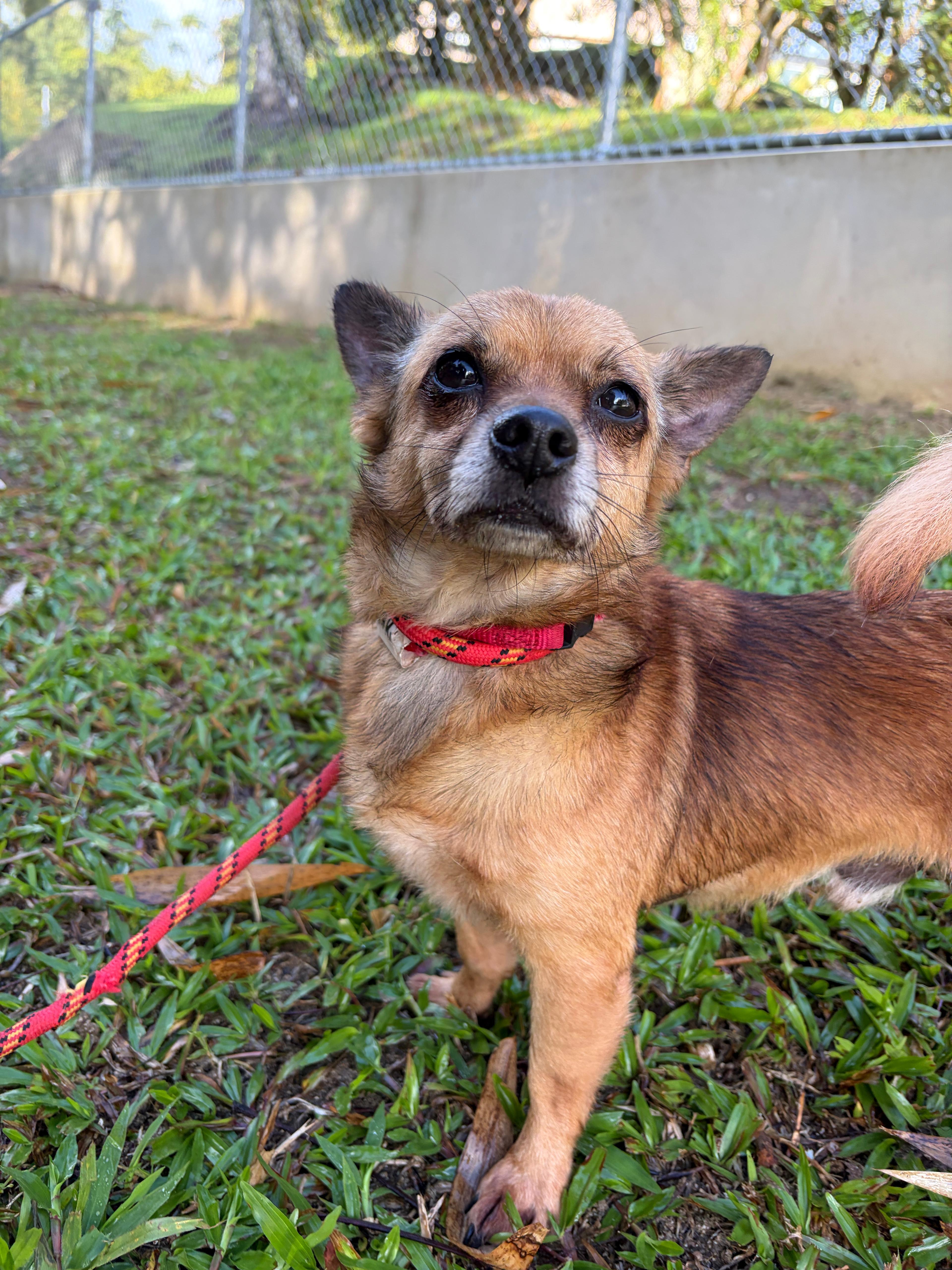 Enlarge Rafiki, a ADOPTABLE mixed breed in Brooklyn, NY image 2/4